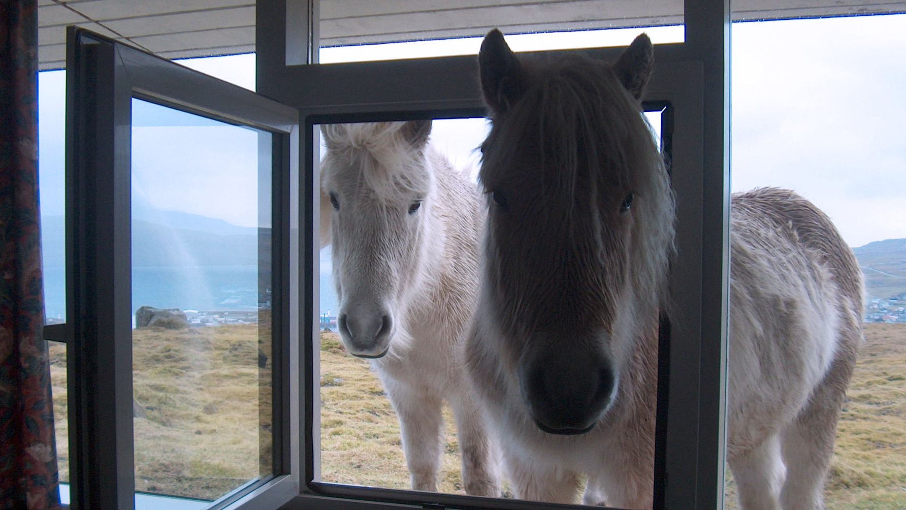 F&aelig;r&oslash;erne, Torshavn, Hotel F&oslash;royar, Heste Kigger ind gennem Vindue