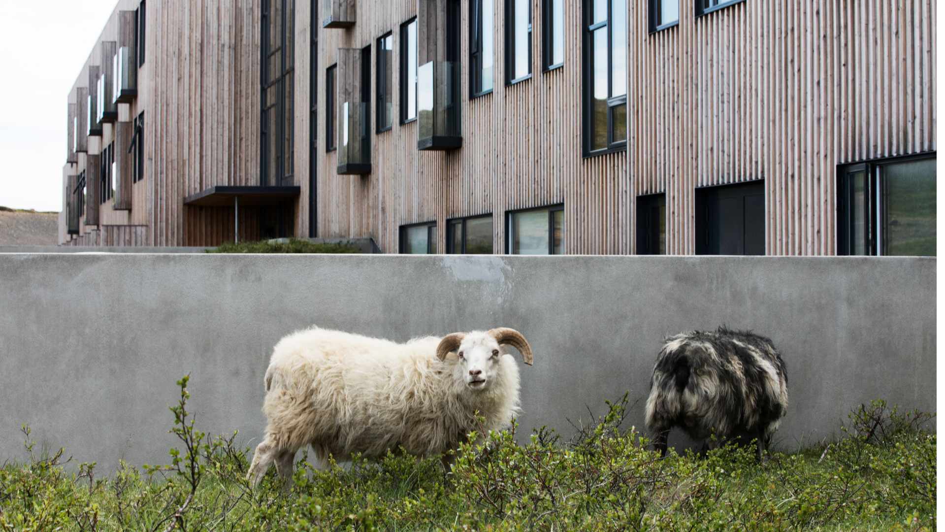 Rejser til Island, Gr&iacute;mssta&eth;ir, Fosshotel M&yacute;vatn, sheeps