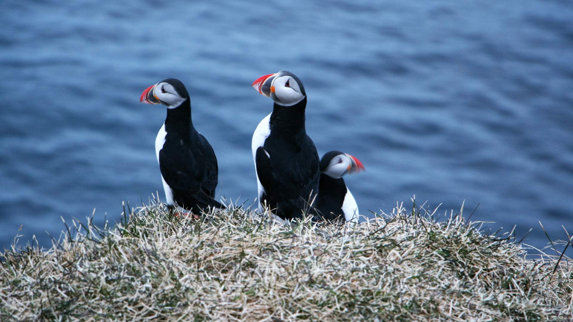 Rejser til Island, Borgarfirdi Eystra, Oestisland Hotel Alfheimar, s&oslash;papeg&oslash;jer