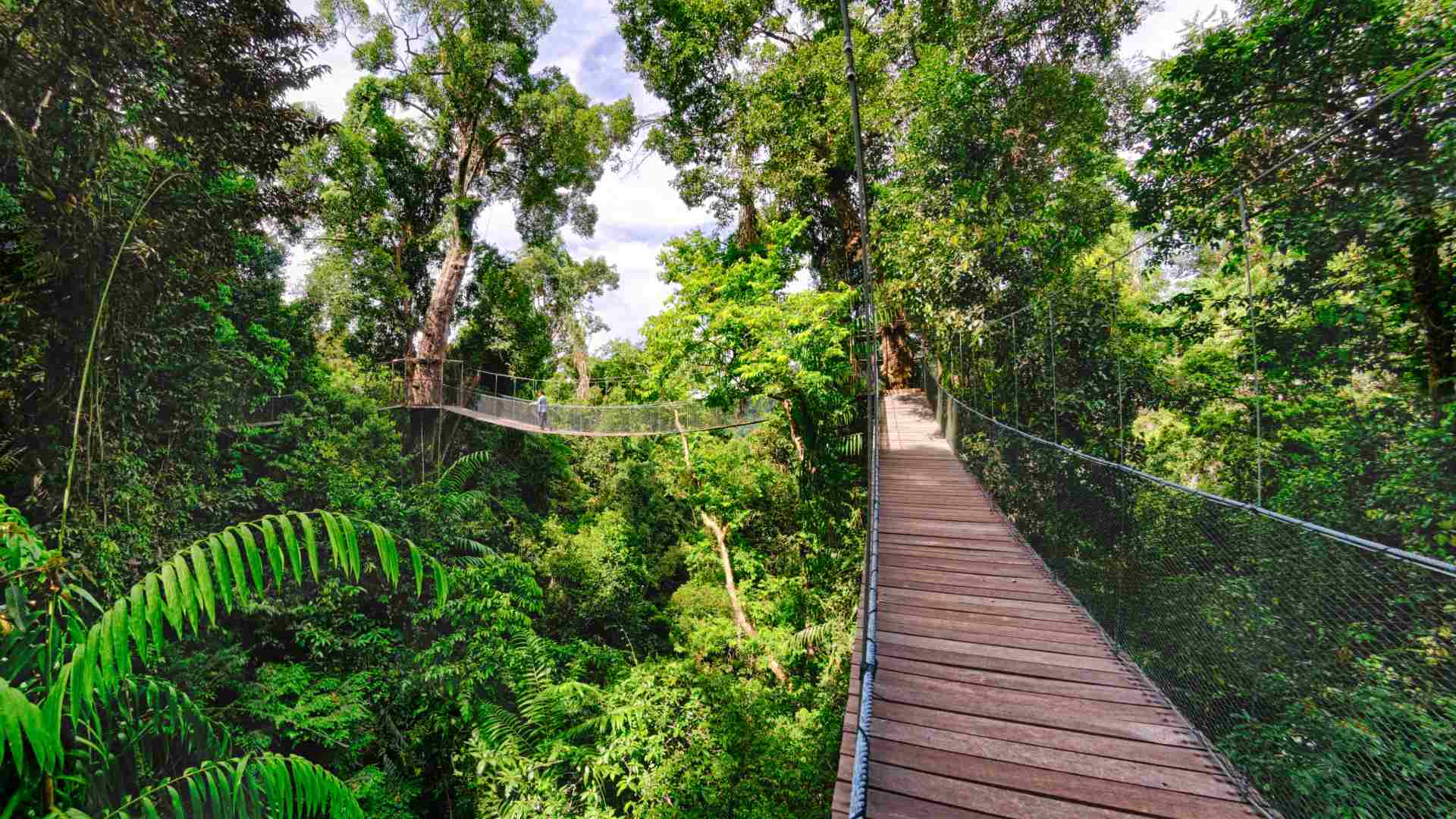 Malaysia, Borneo, Gaya Island Bungaraya Island Resort Canopywalk