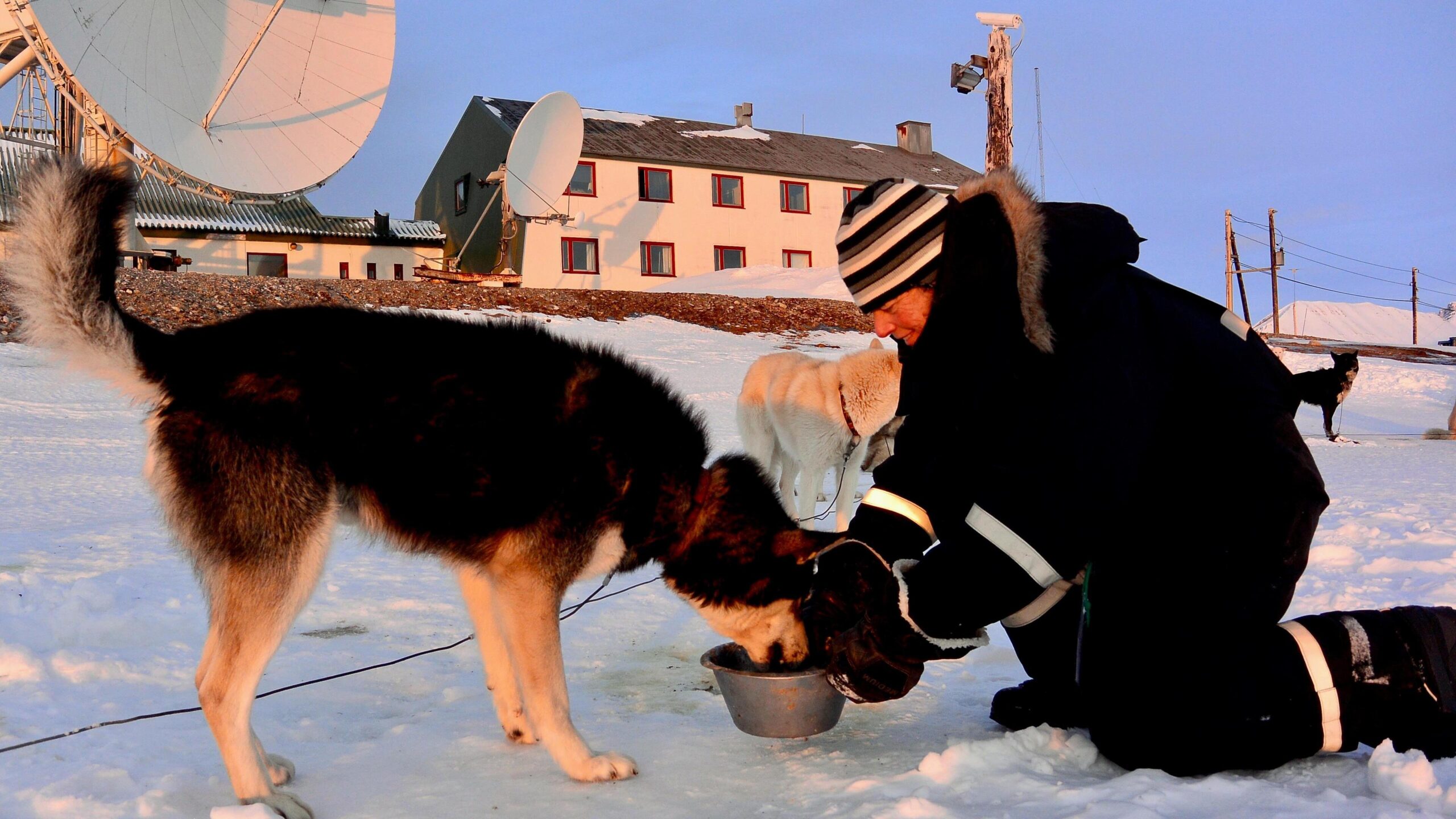 slædehund