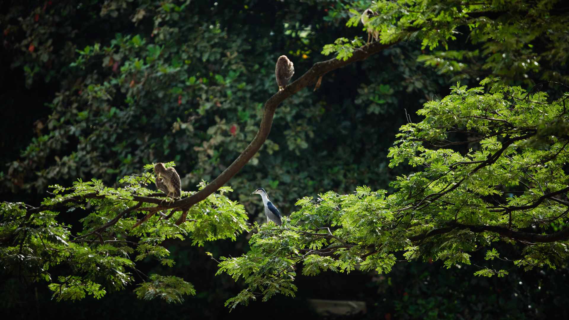 Thailand, Chiang Mai, Na Nirand Romantic Boutique Resort, Birds