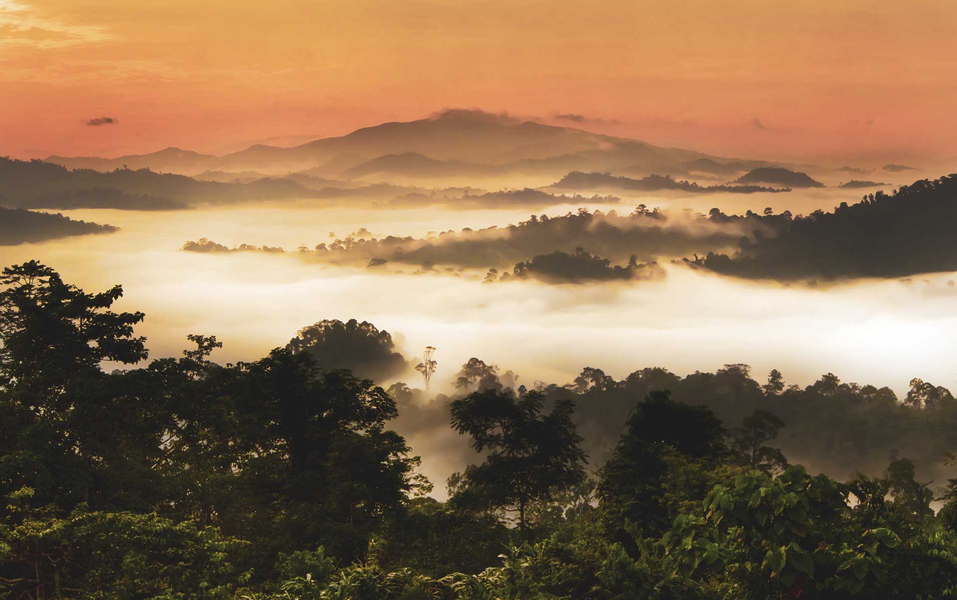 Borneo sabah danum dalen