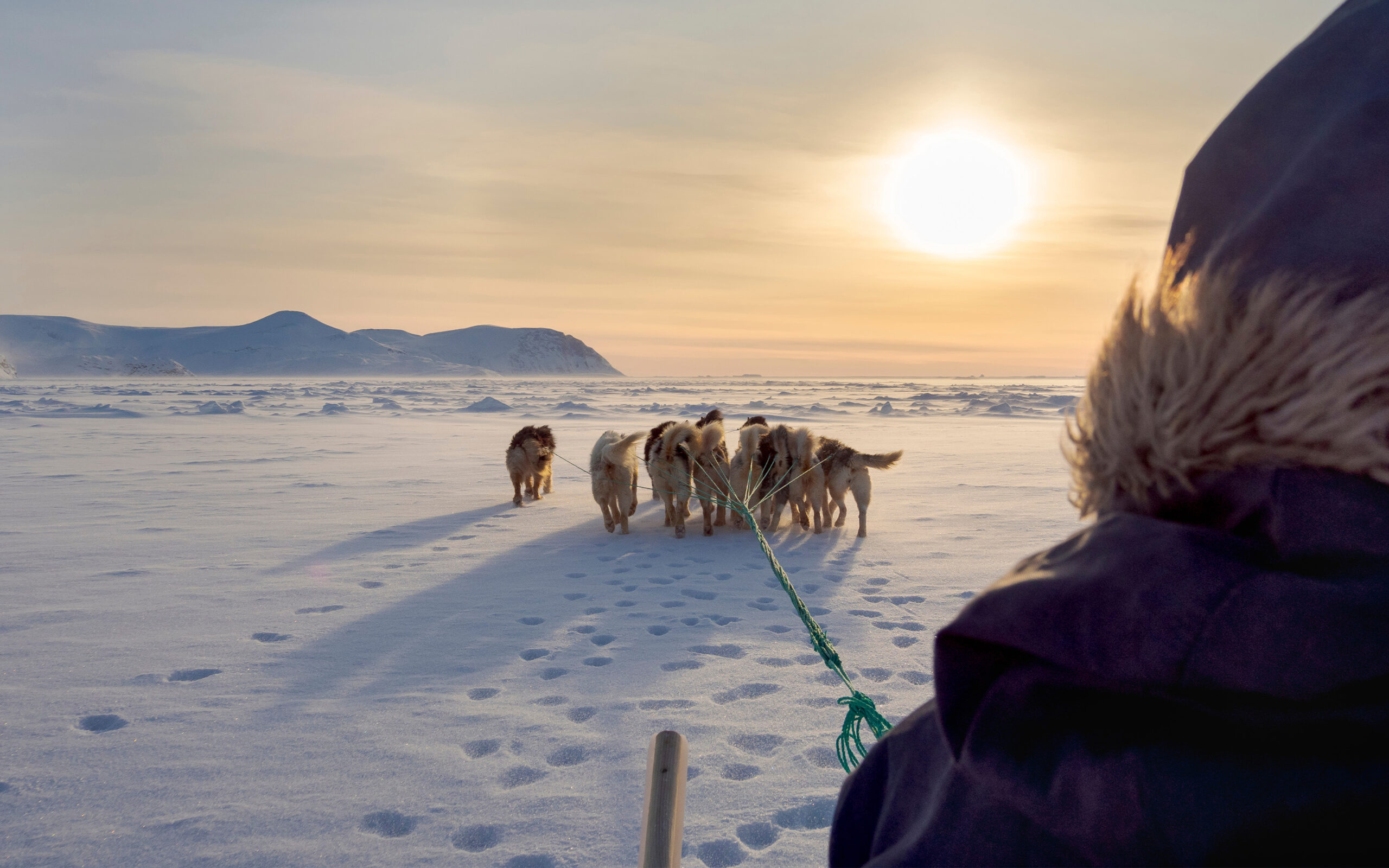 Gr&oslash;nland hundesl&aelig;de solnedgang