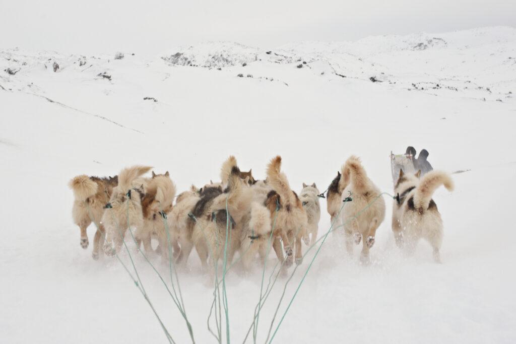 Grønland Ilulissat, Diskobugten, Slædehunde, Slædetur, Sne, Natur