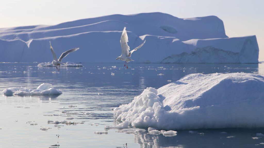Grønland Ilulissat Udflugt Isfjorden, Isbjerge, Diskobugten, Natur