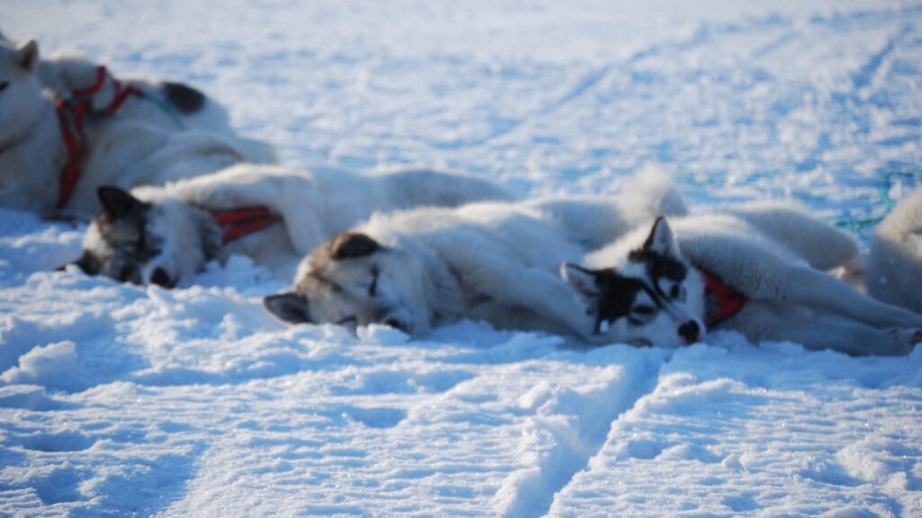 Grønland Kangerlussuaq, Slædehunde, Hundeslæde, Vinter, Snelandskab, Natur
