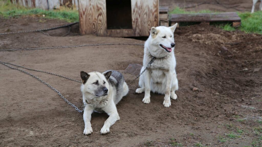 Grønland Kangerlussuaq, Slædehunde, Sommer