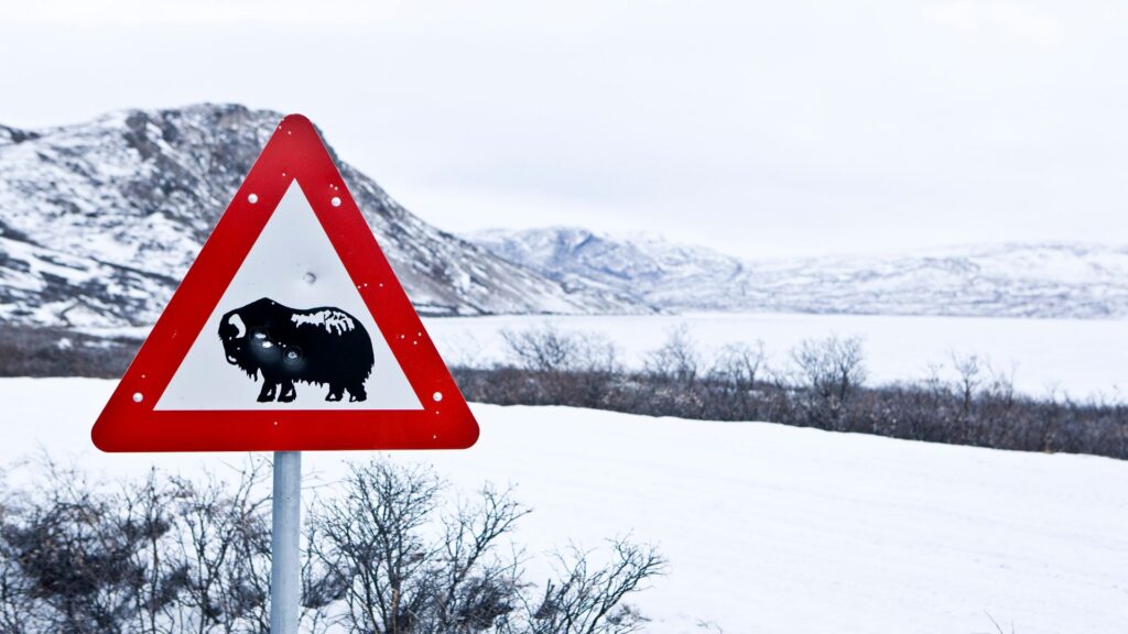 Grønland Kangerlussuaq, Tundra Safari, Moskusokser, Dyreliv, Natur