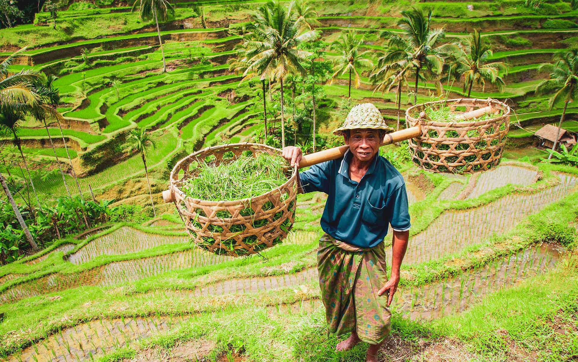 risbonde på Bali