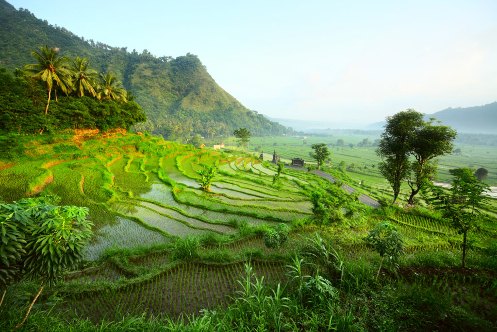 Indonesien, Bali, Højlandet, Rismarker