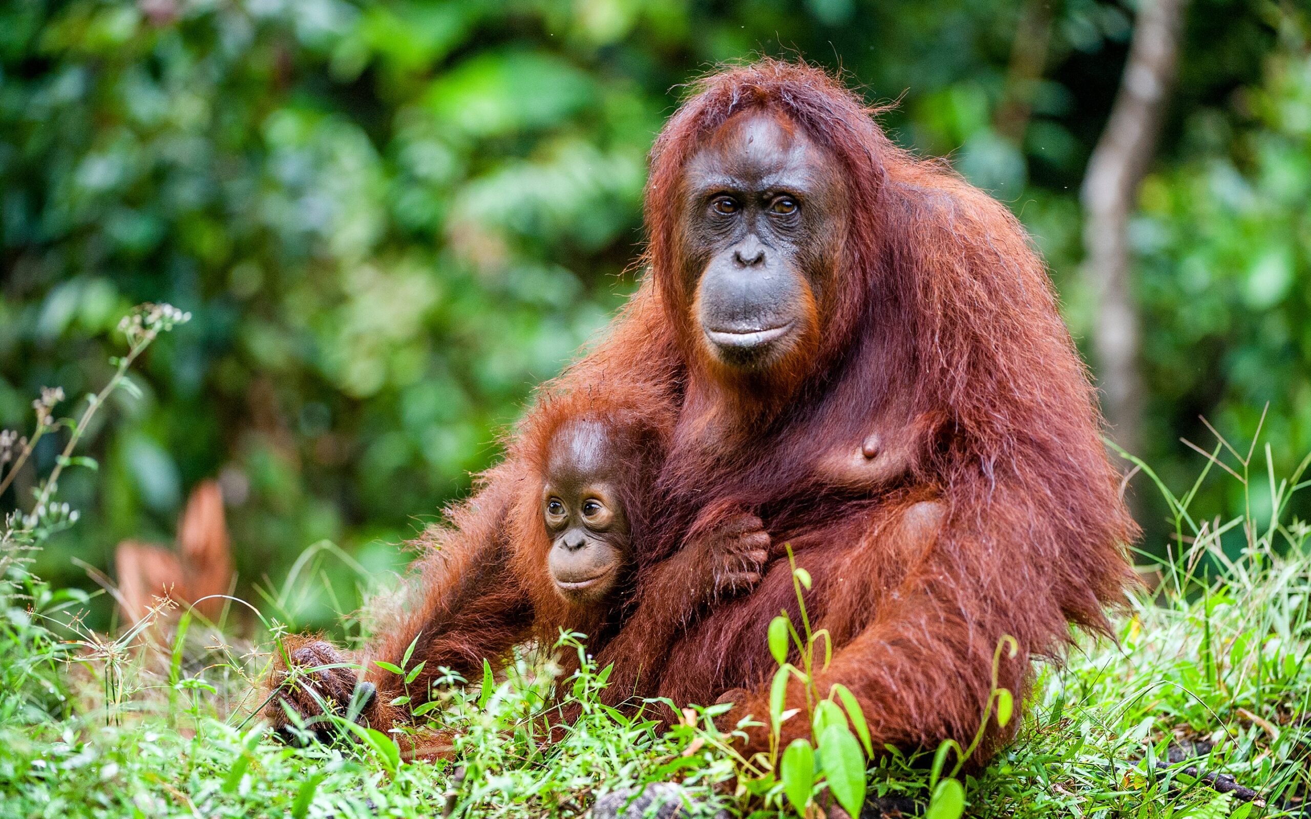 Malaysia Borneo orangutan unge scaled