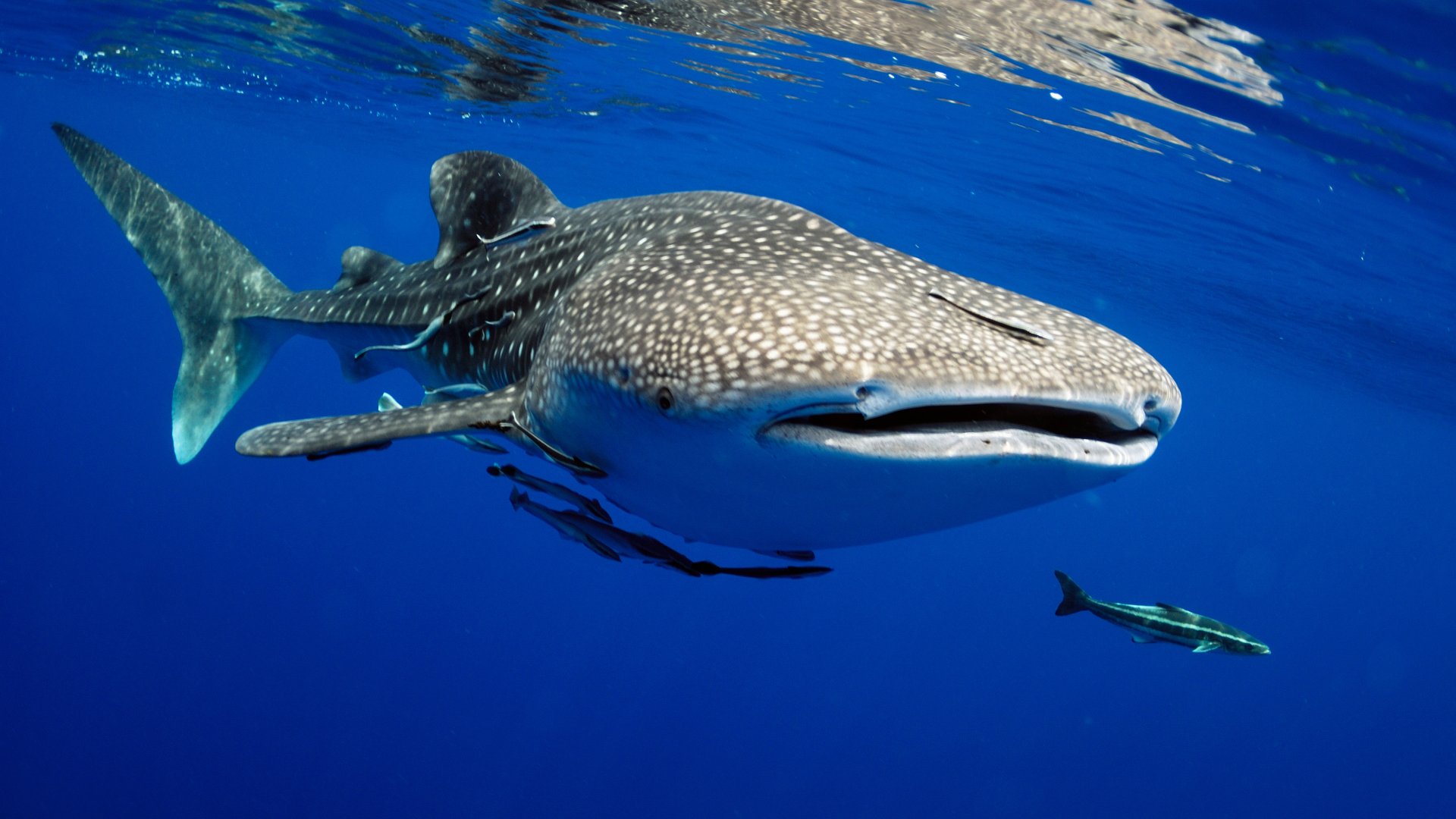 Rejser til Maldiverne, Centara Grand Island Resort & Spa, snorkeling