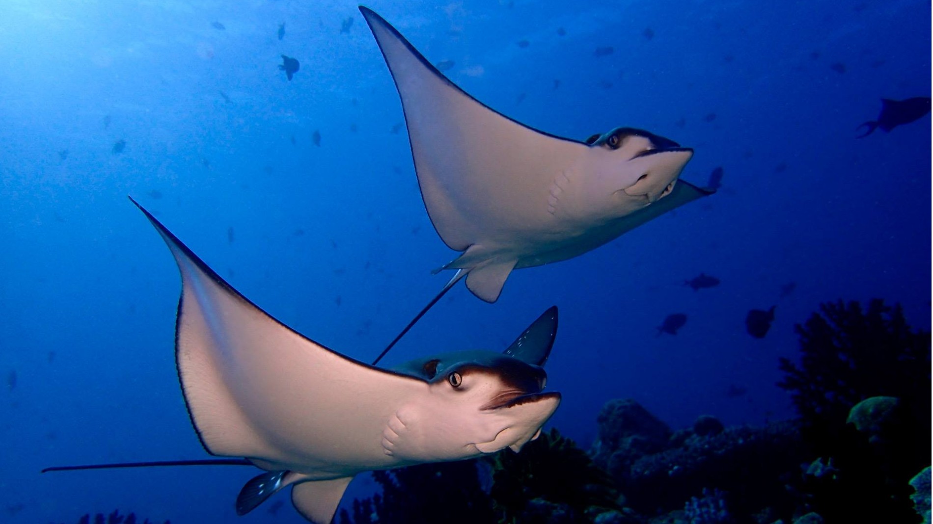 Rejser til Maldiverne, Meeru Island Resort & Spa, dykning mantarays