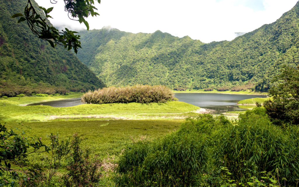 Reunion Plaine Des Palmistes Natur