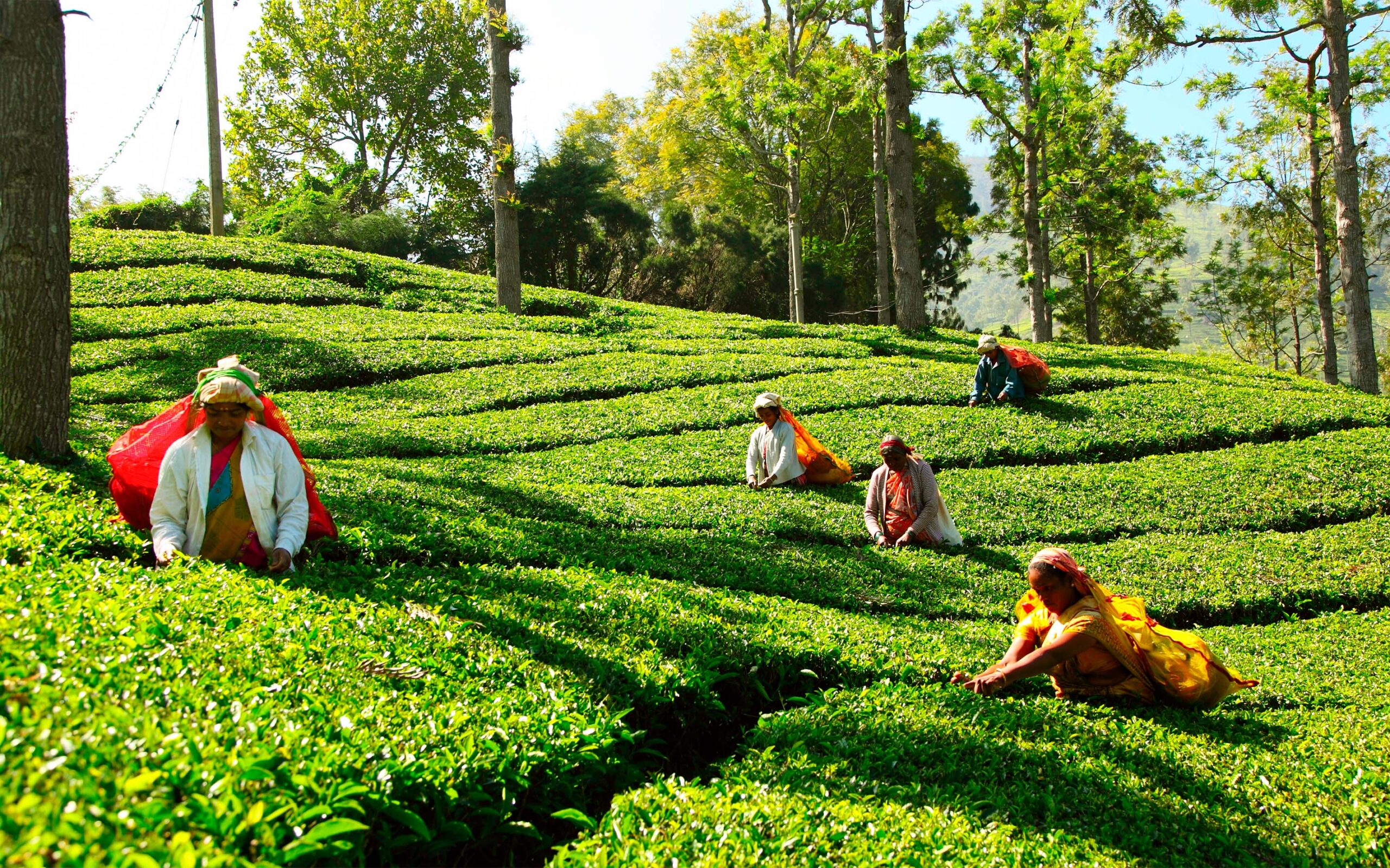 Sri Lanka 98 Acres Resort Plukkere