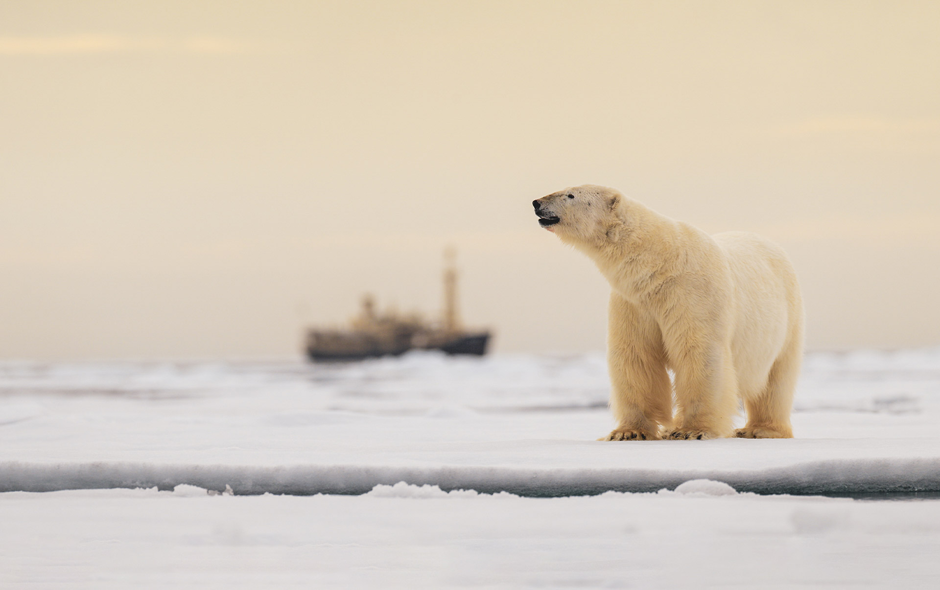 Svalbard isbjoern staar isflage med skib baggrunden på