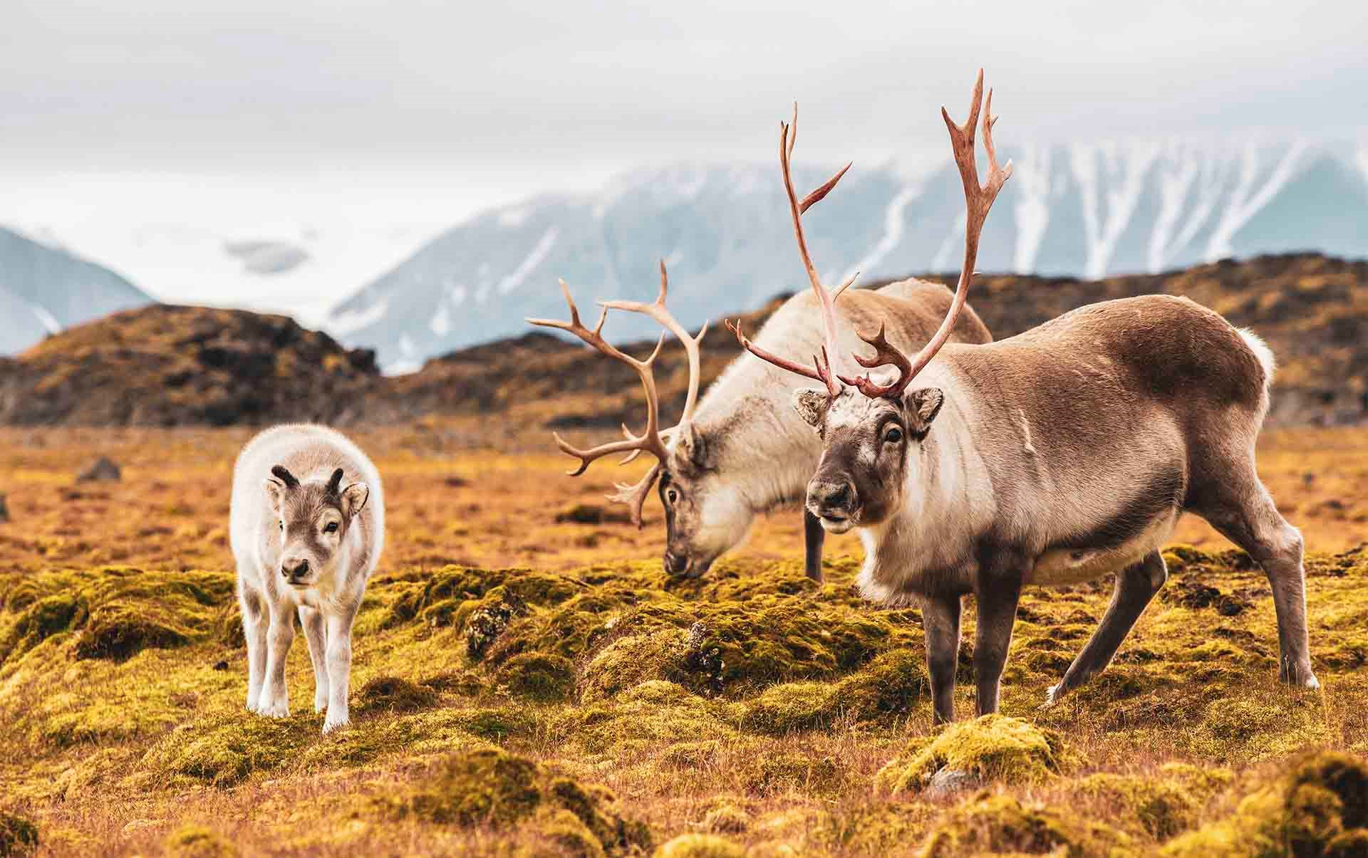 Svalbard, Rensdyr der græsser