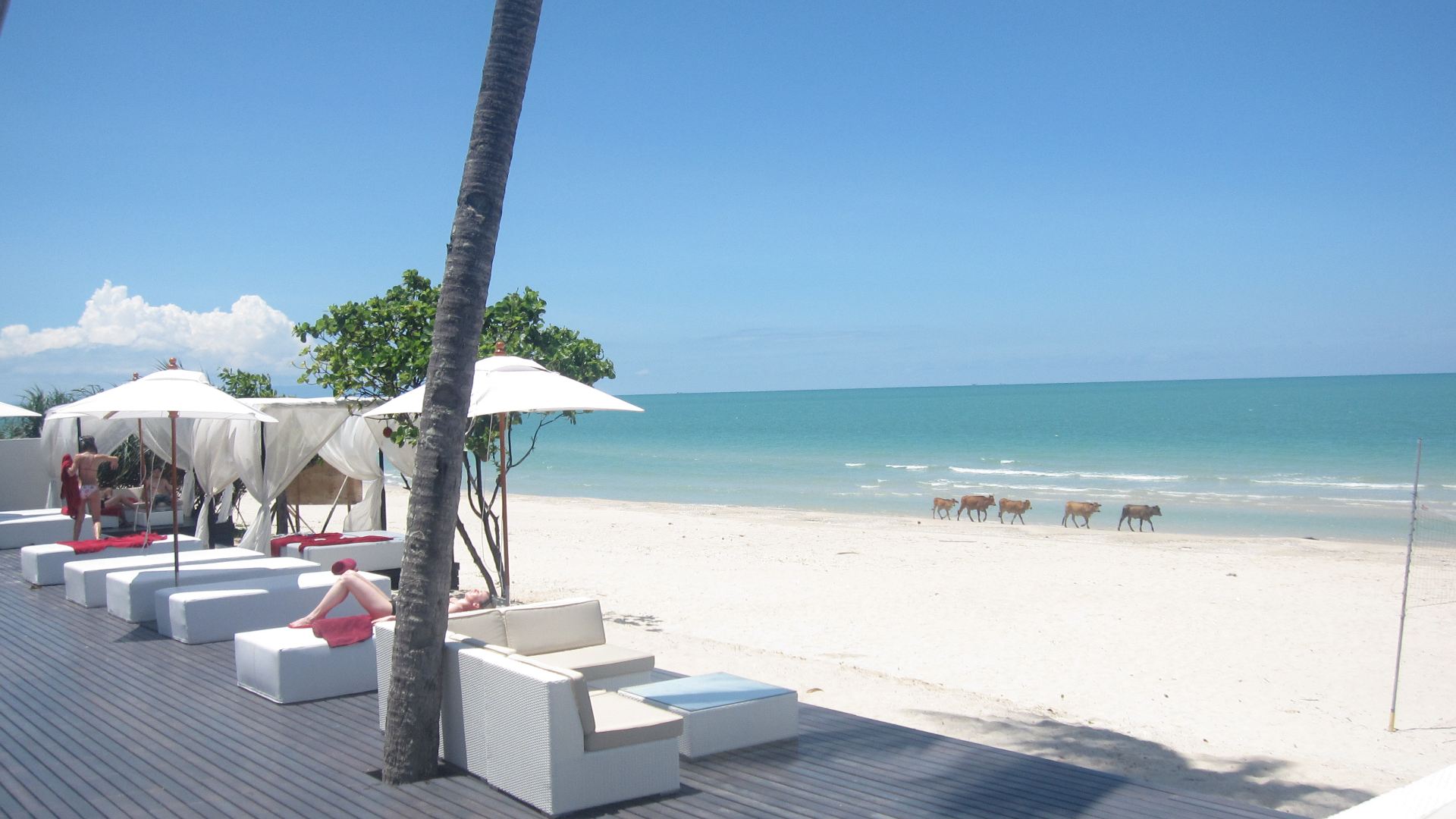 Thailand, Khanom, Aava Resort & Spa, Beach Cows