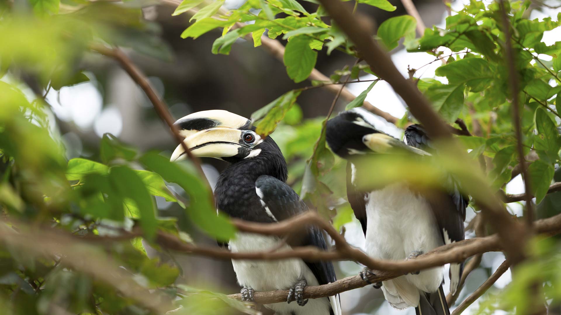 Thailand, Koh Lanta, Avani+ Koh Lanta Resort, Hornbills