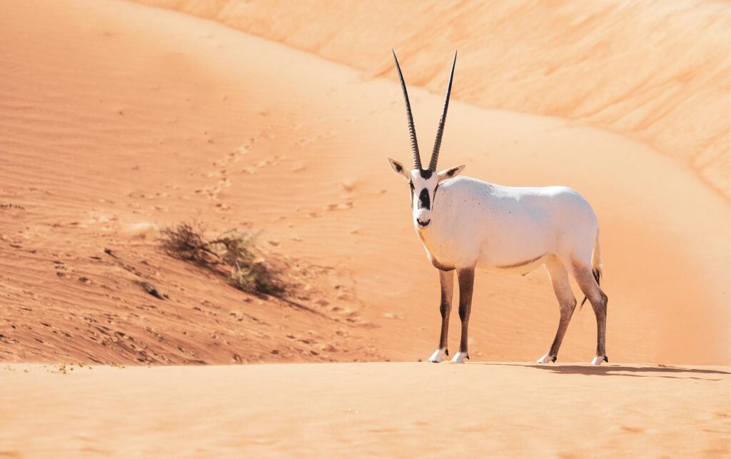 Dubai Oryk, Ørken Sand