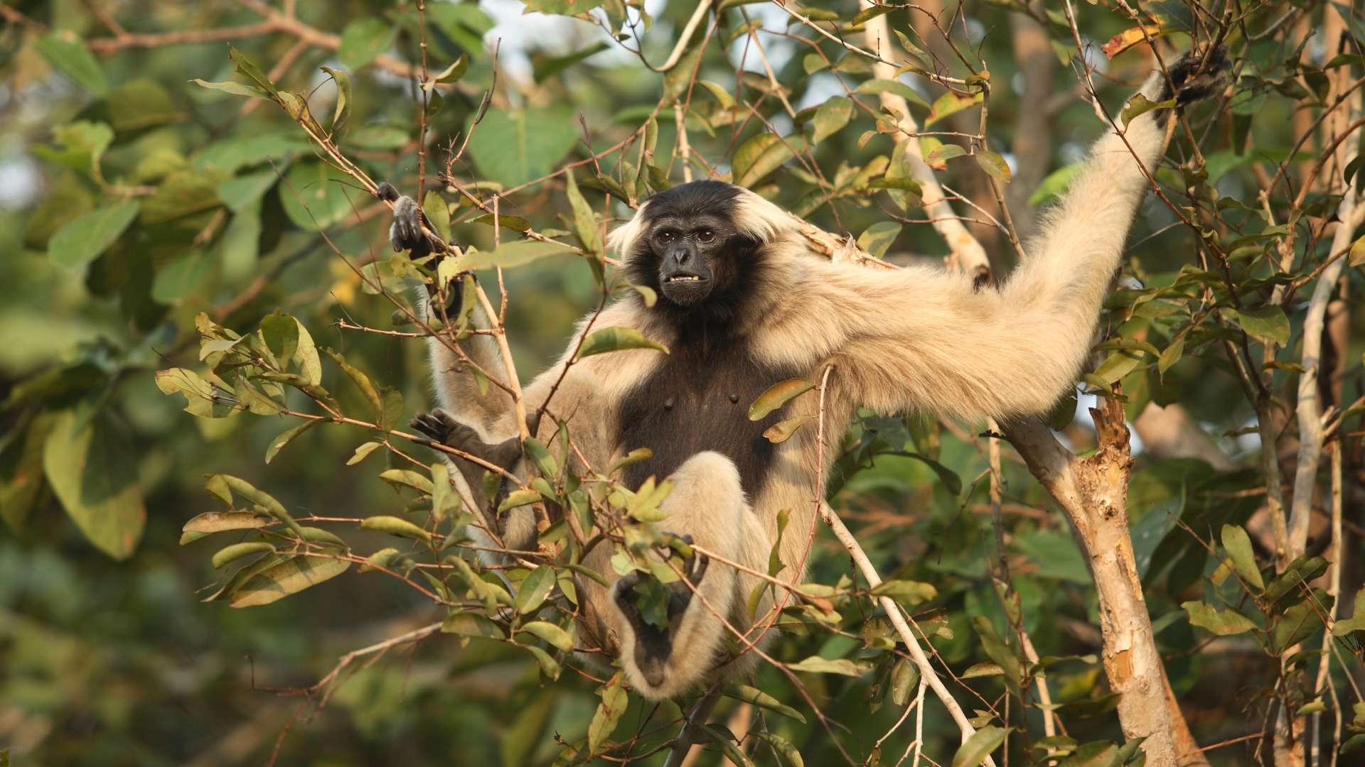 Cambodia, Cardamom Mountains, Cardamom Tented Camp, Gibbon abe