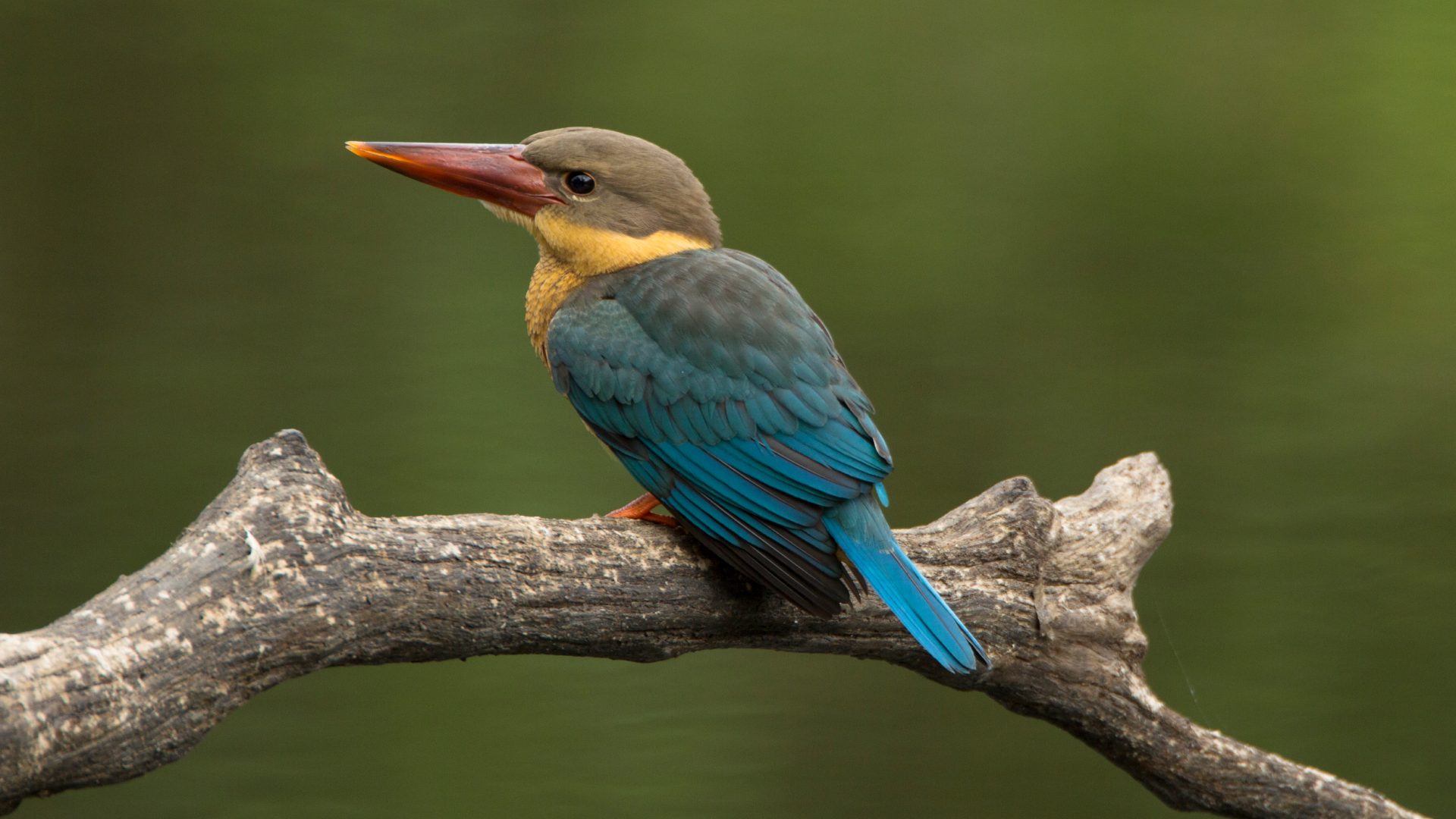 Cambodia, Cardamom Mountains, Cardamom Tented Camp, Stork Billed Kingfisher