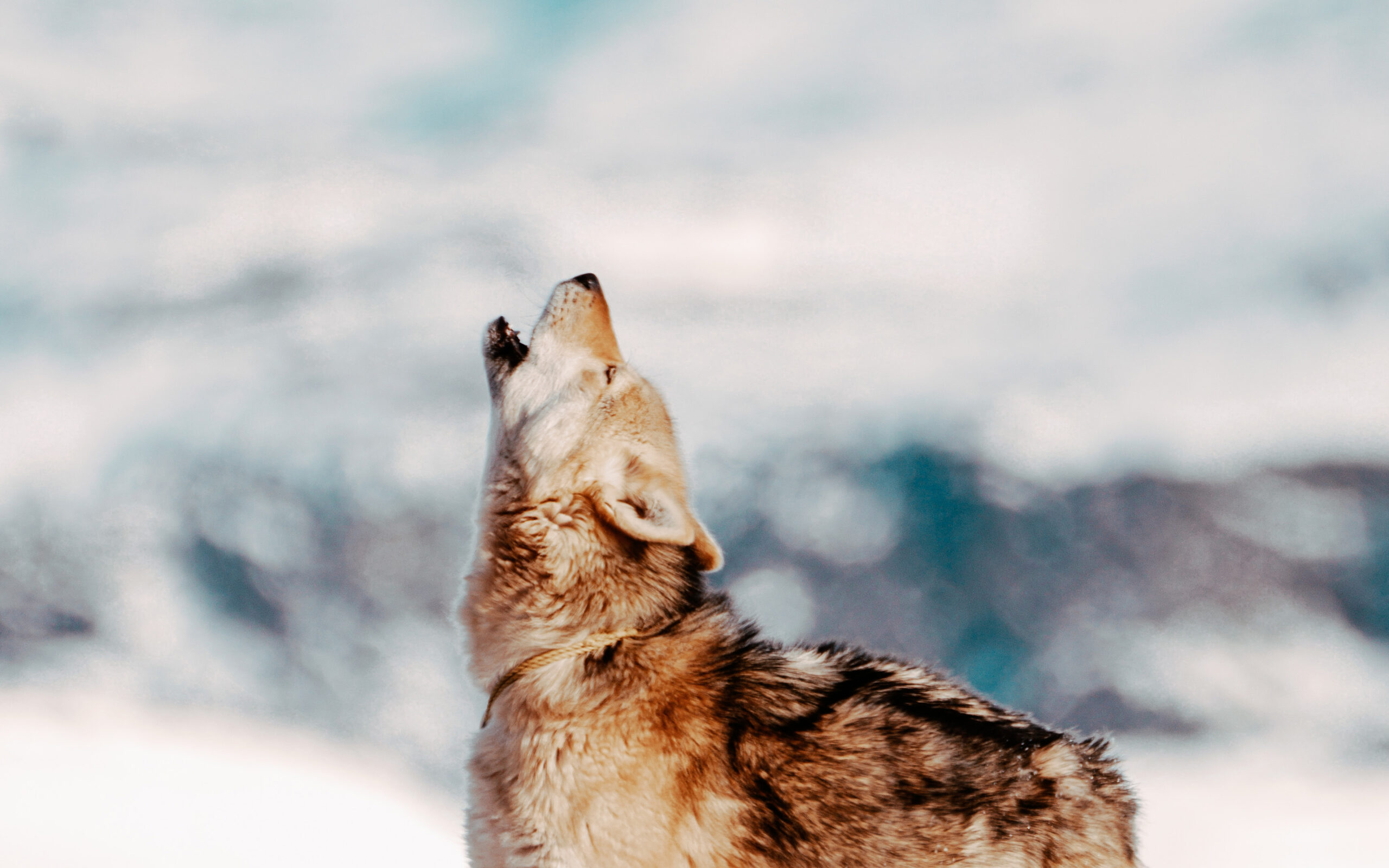 Grønland Ilulissat Iglo Lodge, Hundeslædetur, Jørgen, Slædehund