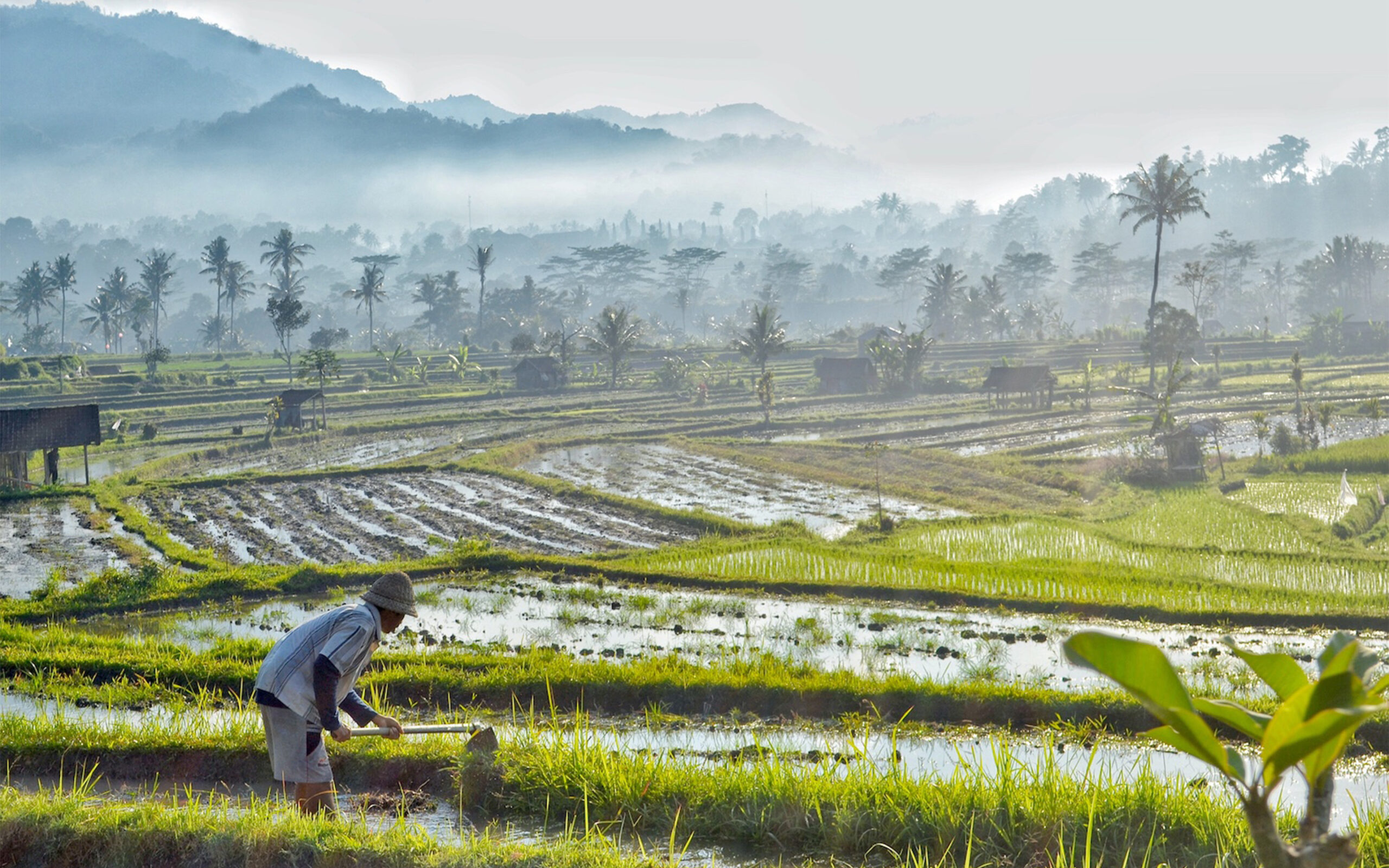 Indonesien Bali sidemen valley samanvaya ricefields