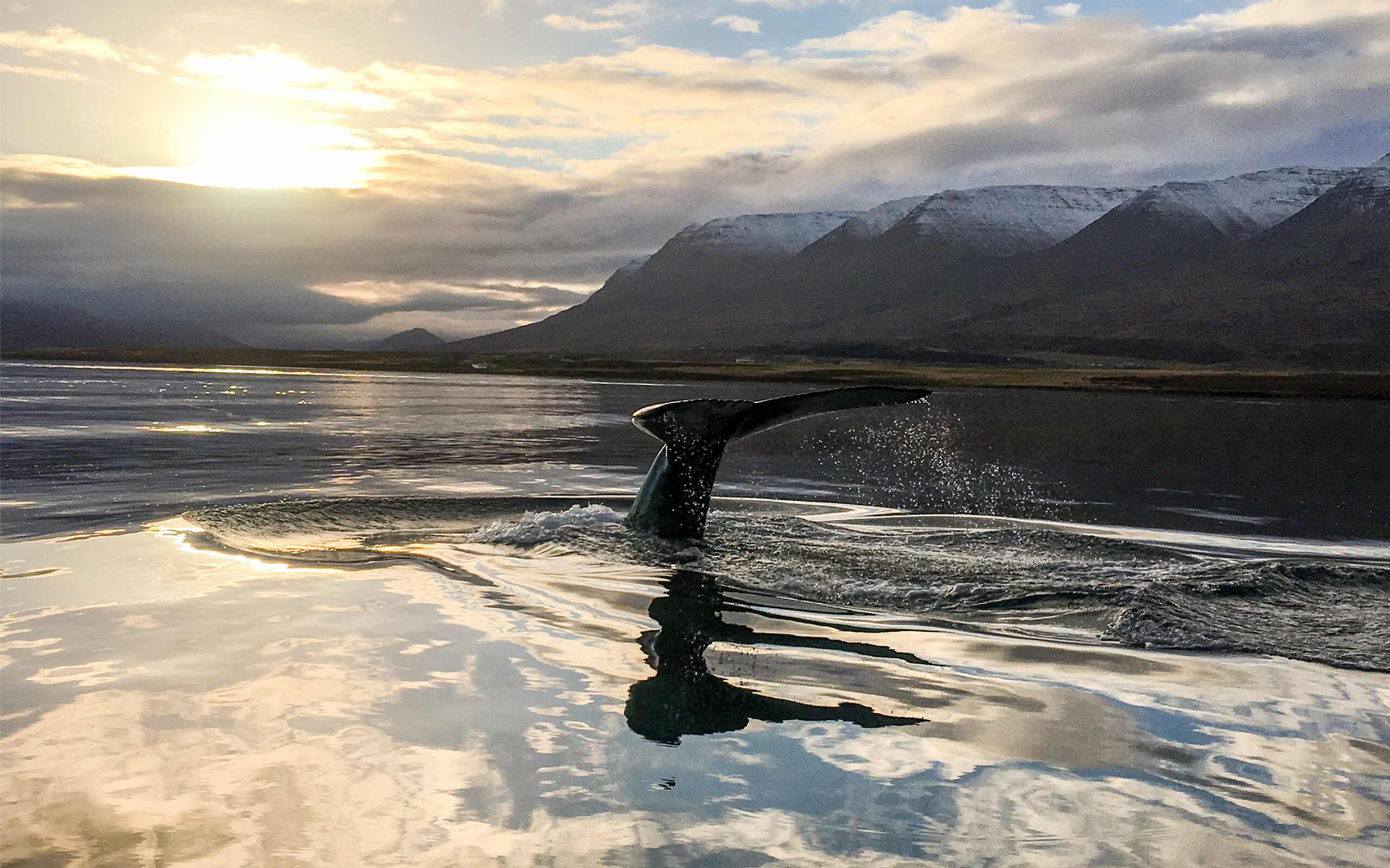 Island Deplar Farm Aktivitet Whalewatching