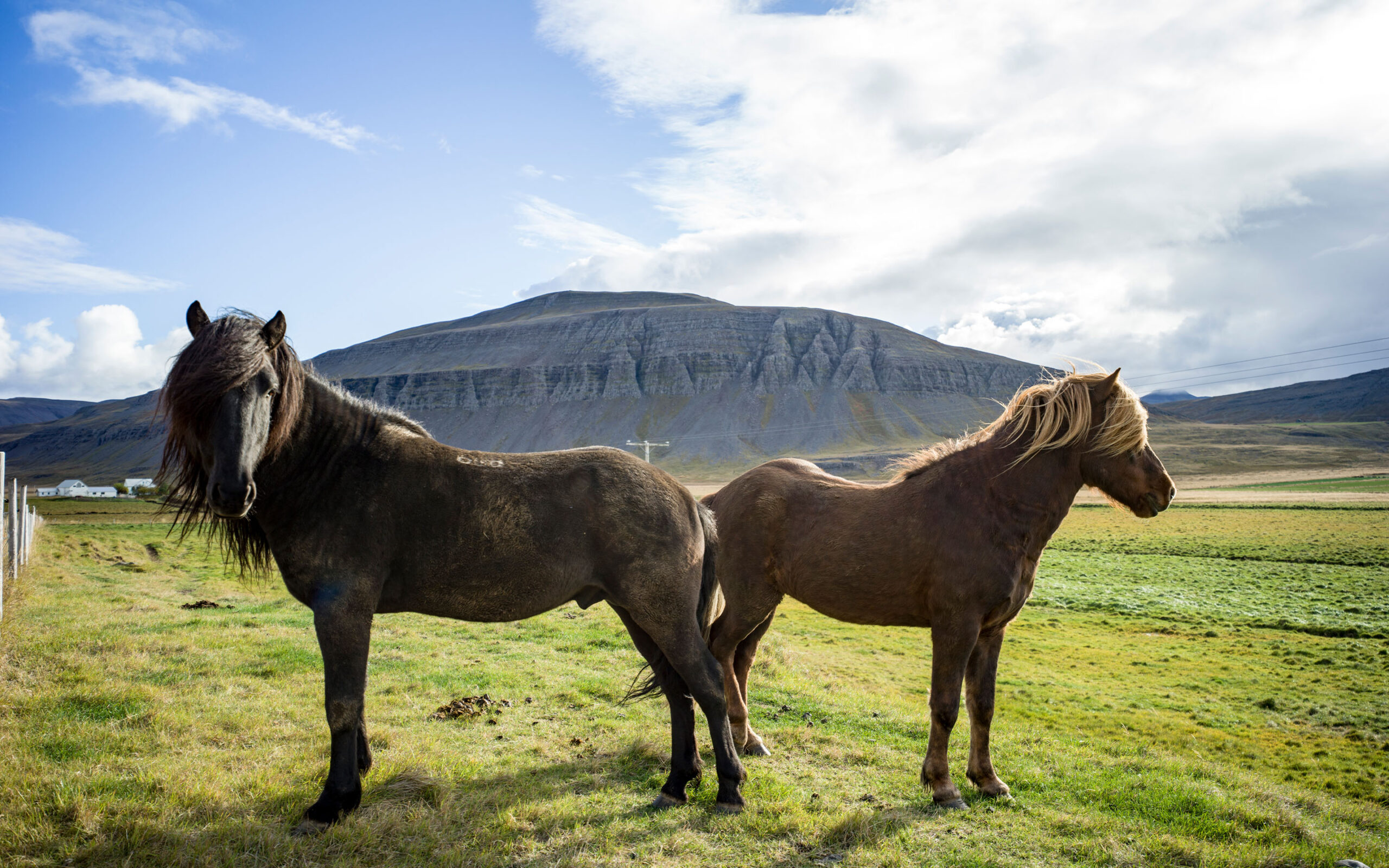 Island Deplar Farm Horses