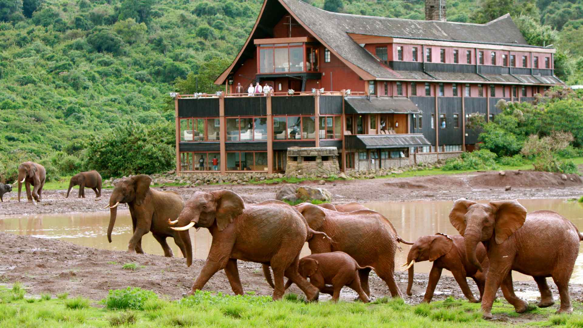 Kenya Aberdare The Ark Elephants In Front