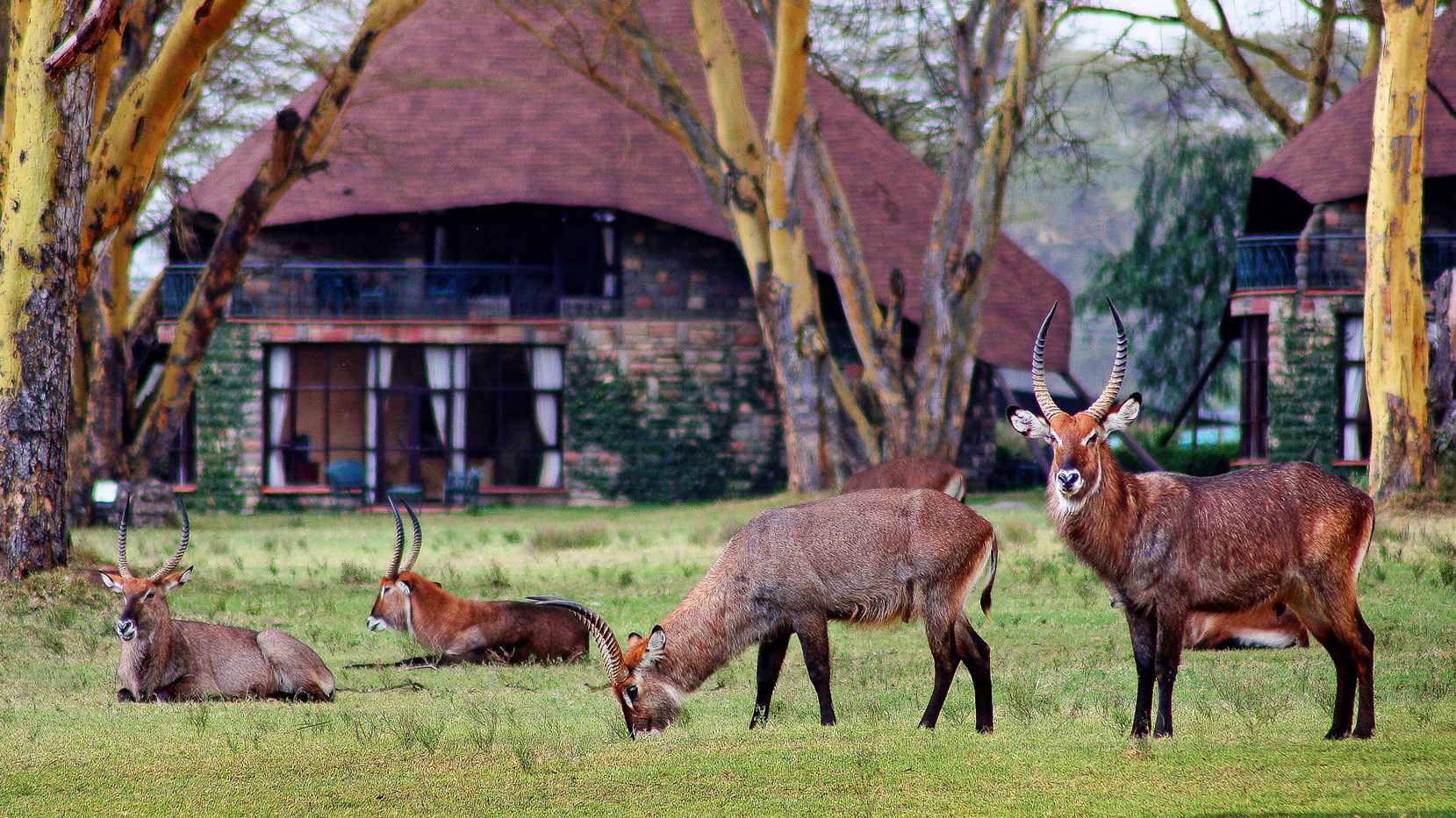 Kenya Lake Naivasha Sopa Lodge Visitors