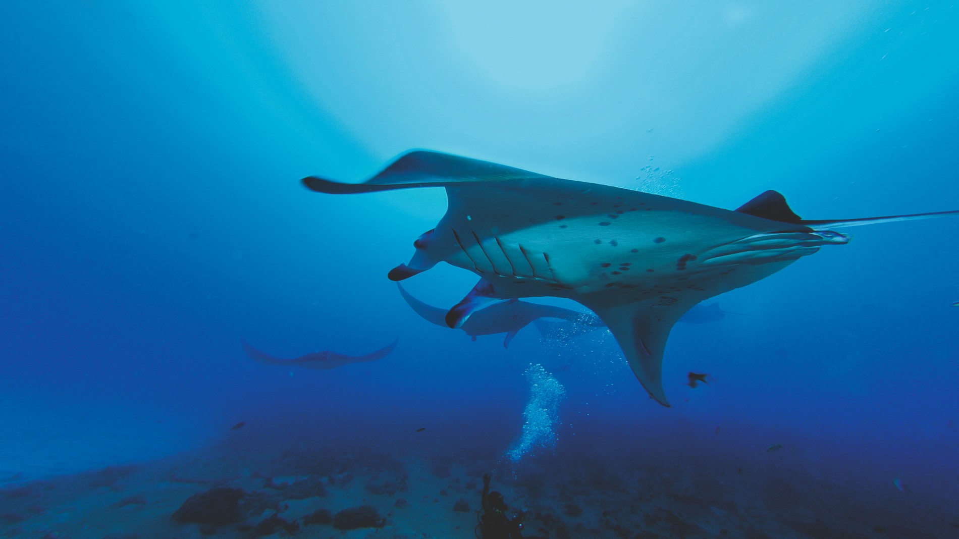 Rejser til Maldiverne, Constance Moofushi Maldives, dykning