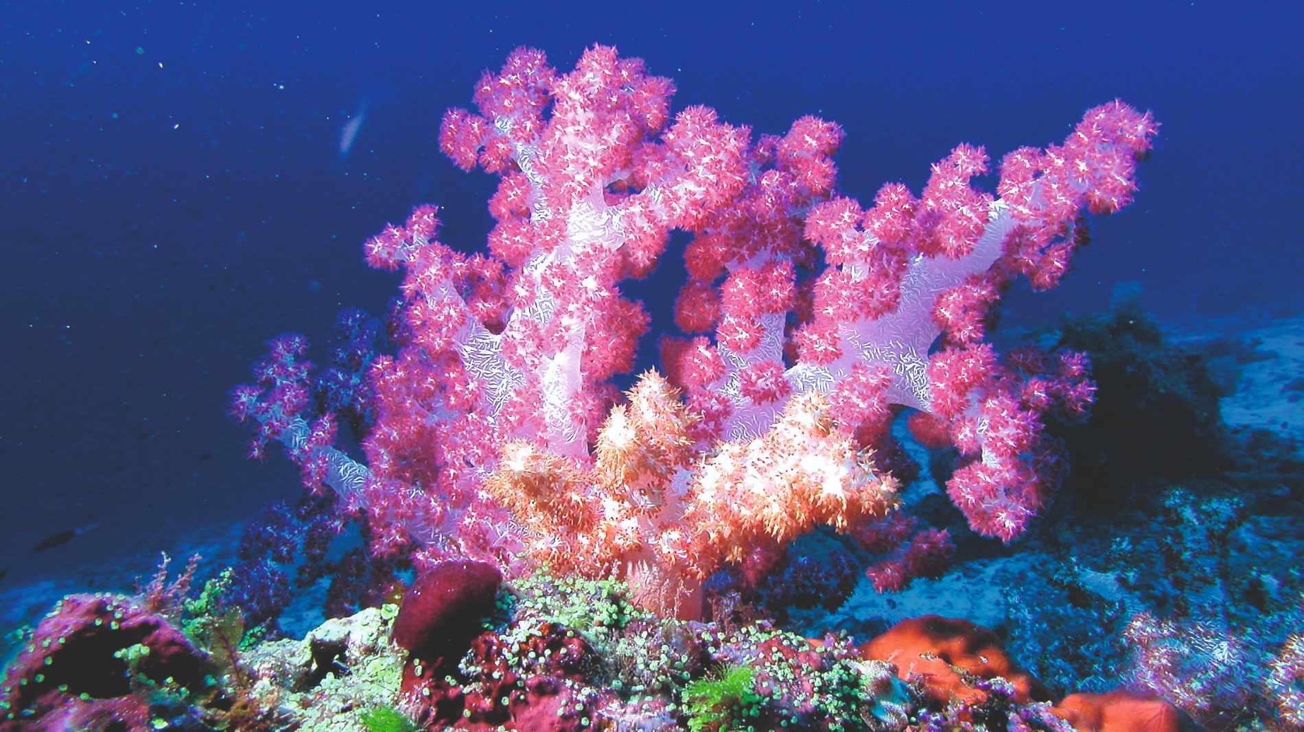 Rejser til Maldiverne, Constance Moofushi Maldives, dykning