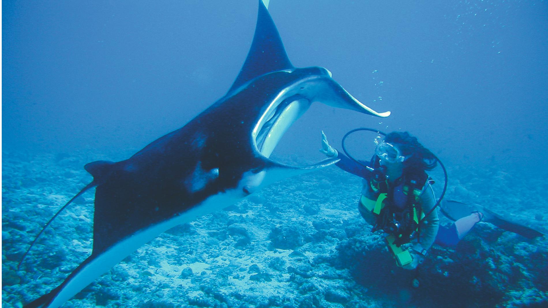 Rejser til Maldiverne, Constance Moofushi Maldives, dykning