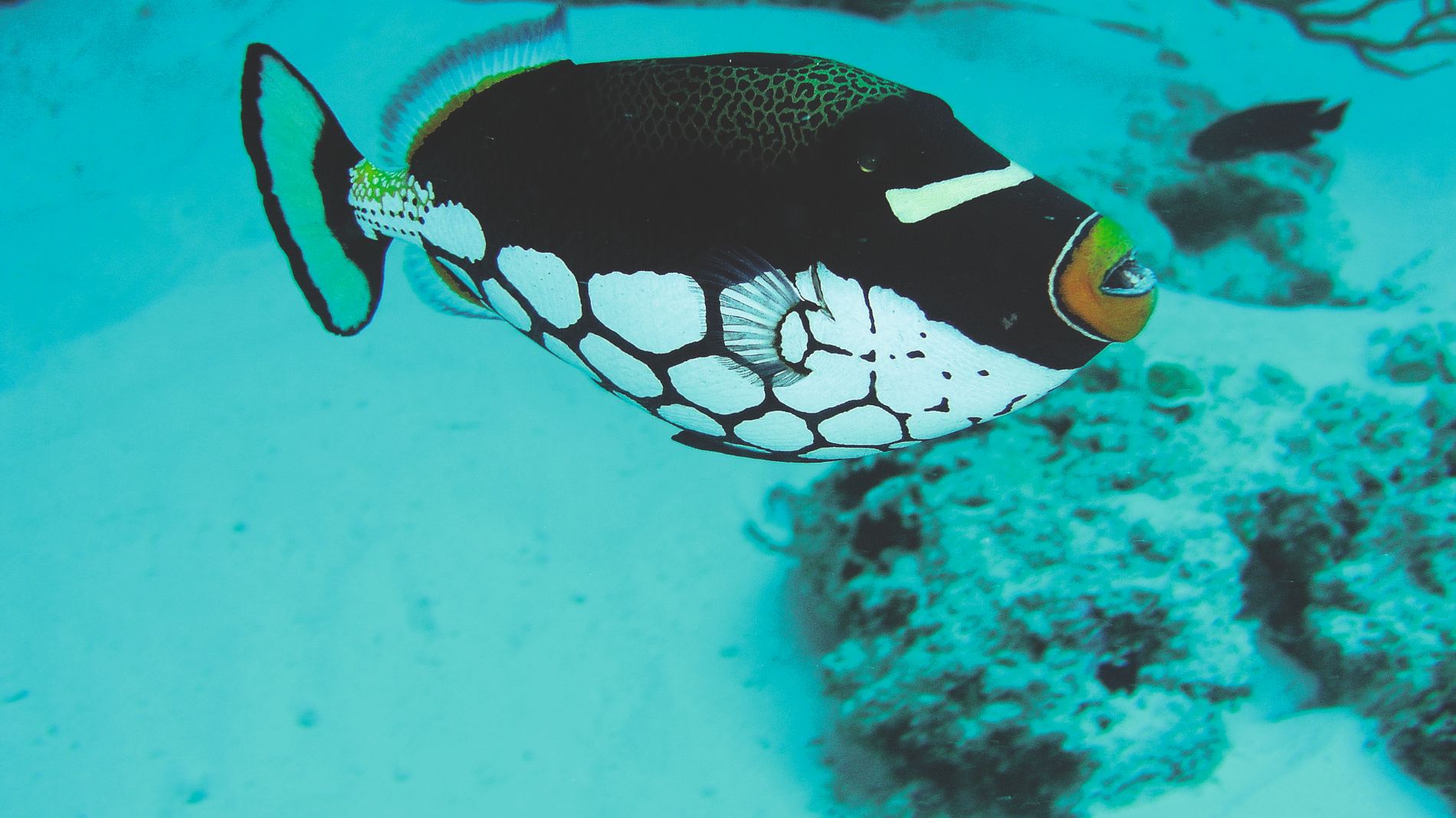 Rejser til Maldiverne, Constance Moofushi Maldives, fisk