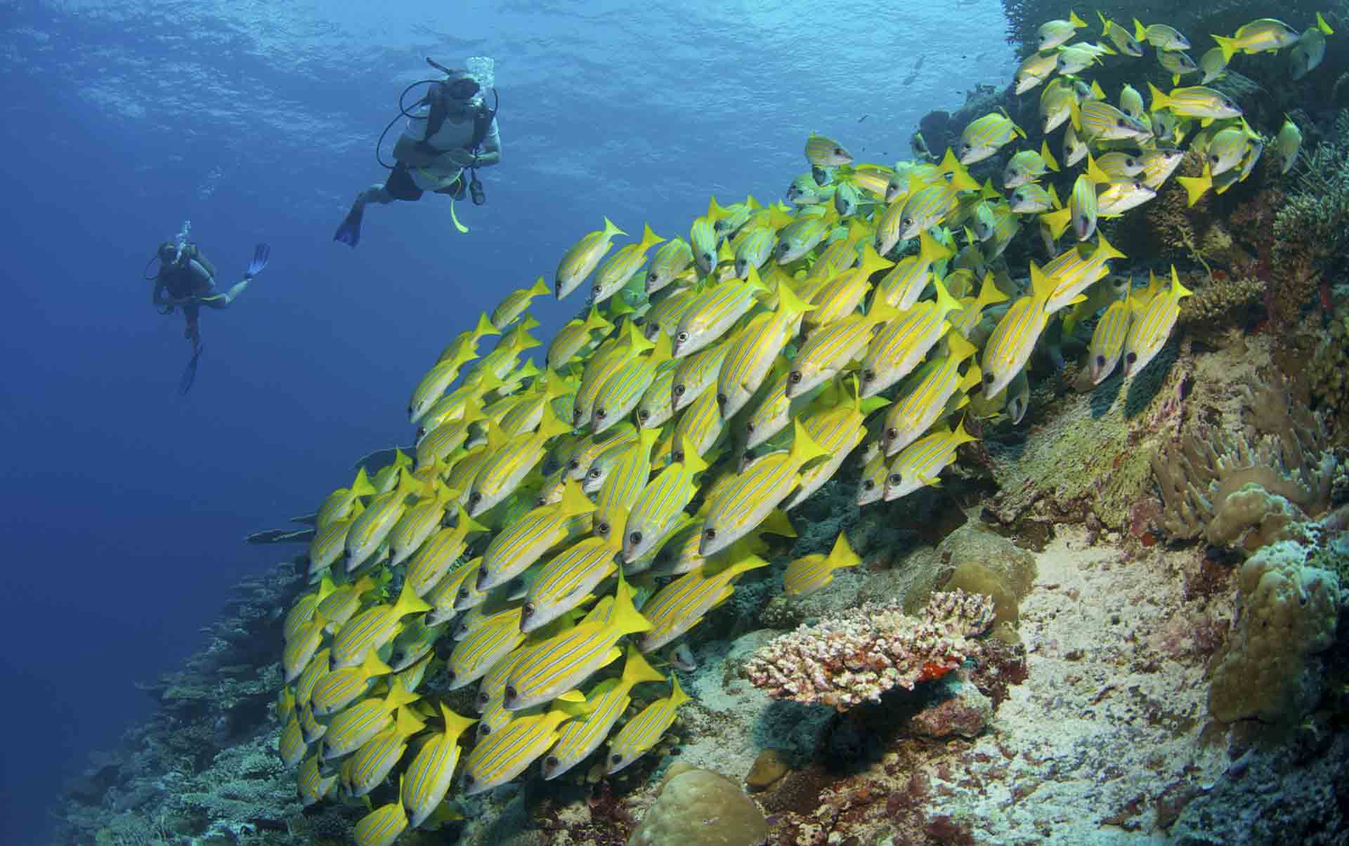 Rejser til Maldiverne, Six Senses Laamu, Dykning ved koralrevet 