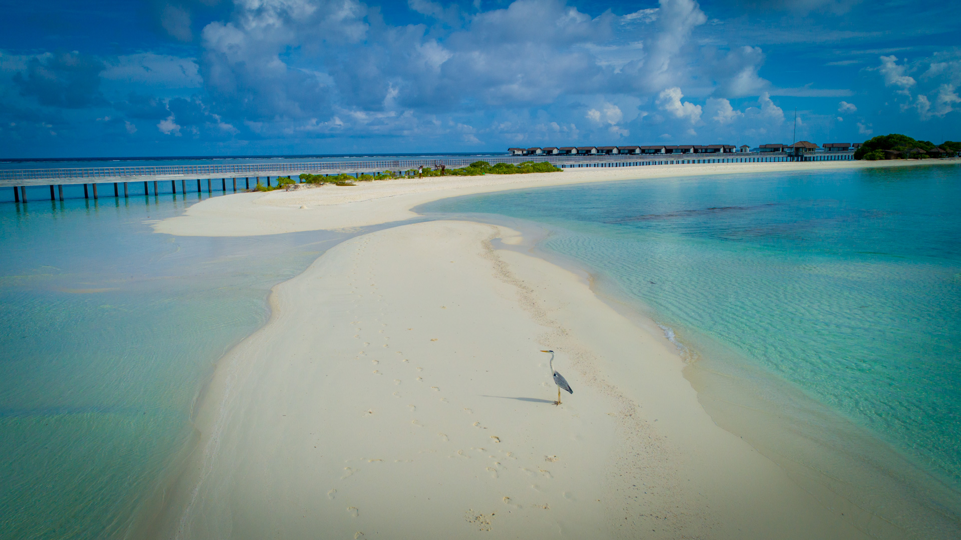 Rejser til Maldiverne, The Residence Maldives at Dhigurah, Hejre p&aring; sandbanke