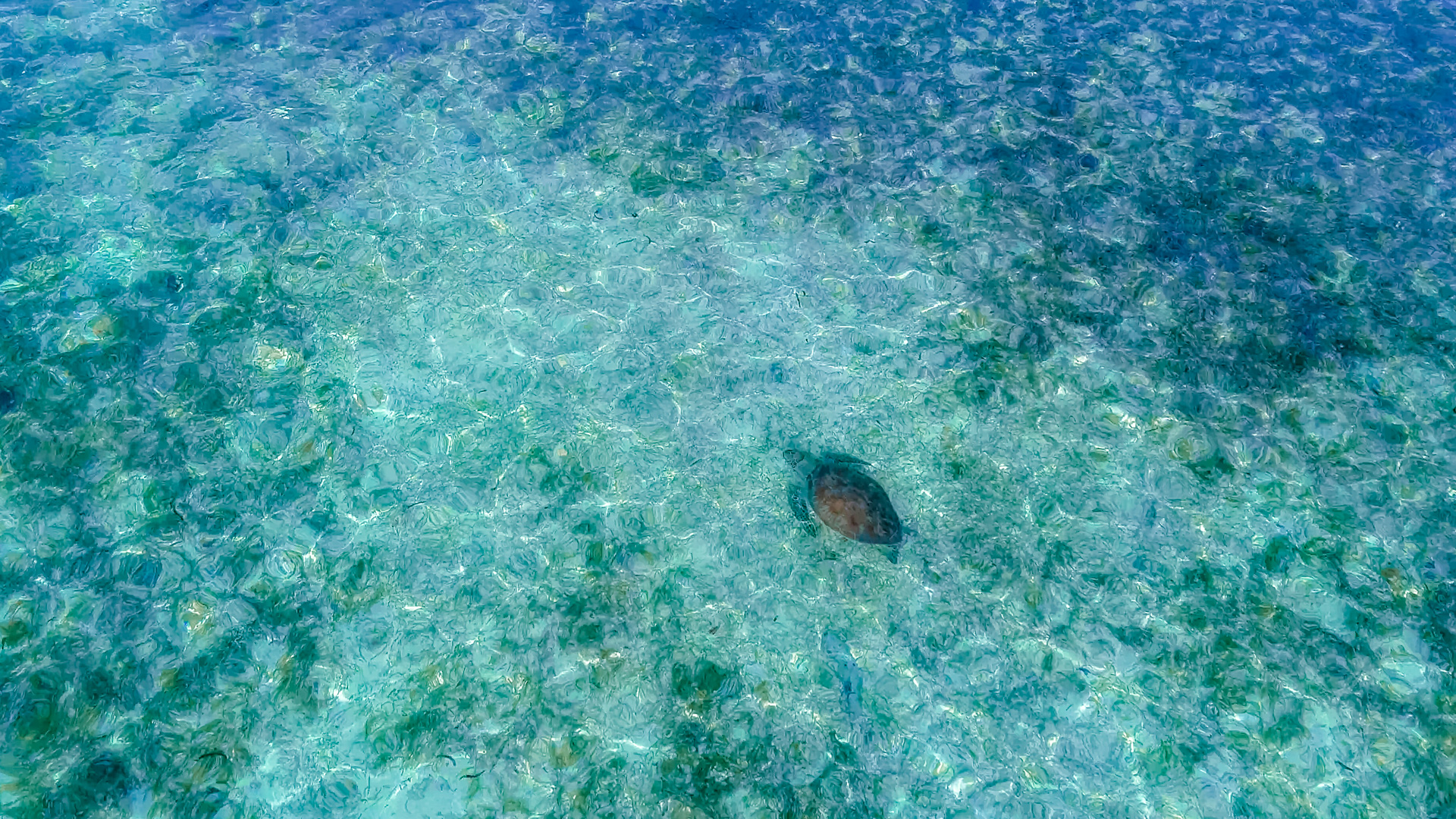 Rejser til Maldiverne, The Residence Maldives at Dhigurah, Skildpadde bes&oslash;g