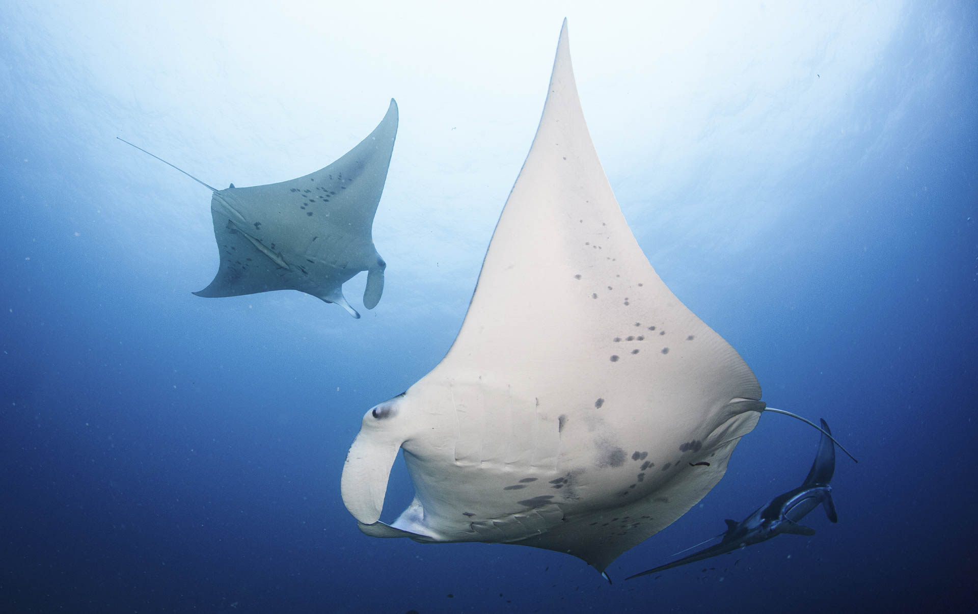Rejser til Maldiverne, Six Senses Laamu, Mantarokker 