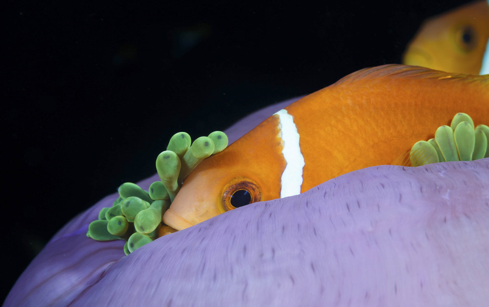 Rejser til Maldiverne, Six Senses Laamu, Klovnfisk 
