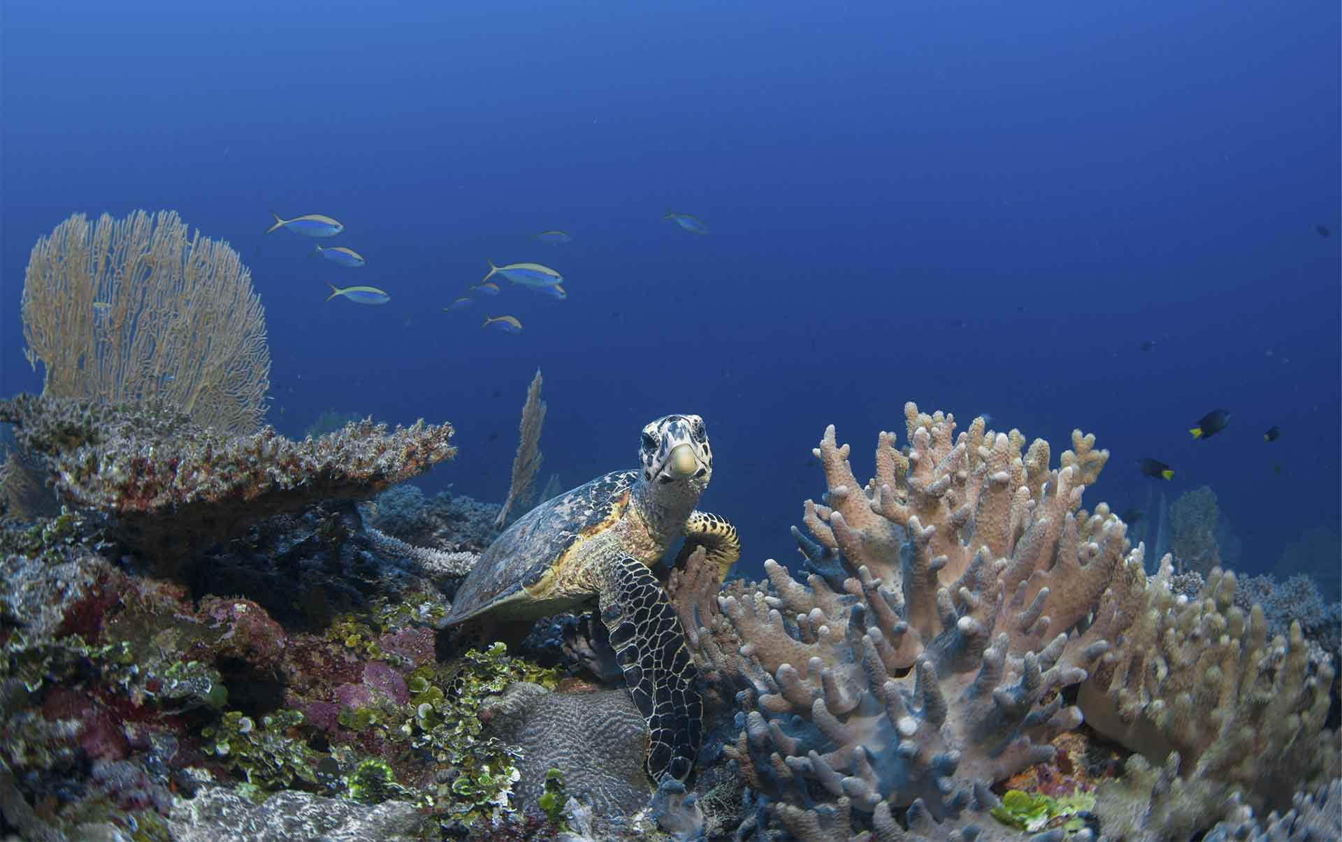 Rejser til Maldiverne, Six Senses Laamu, Skildpadde bes&oslash;ger koralrevet 