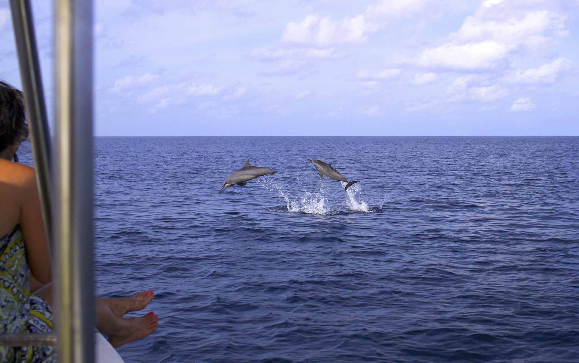 Rejser til Maldiverne, Six Senses Laamu, Springende delfiner 
