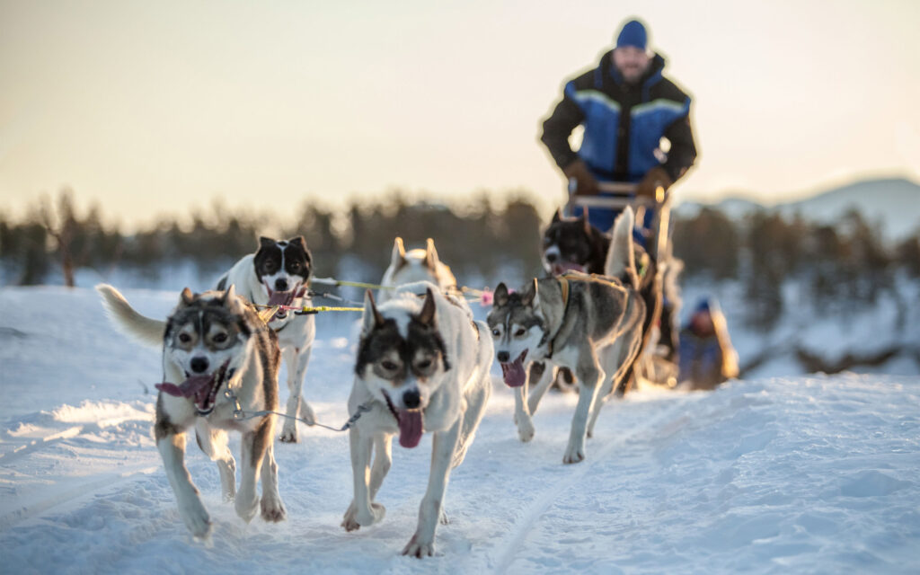Norge Malangen Resort Dogsledding