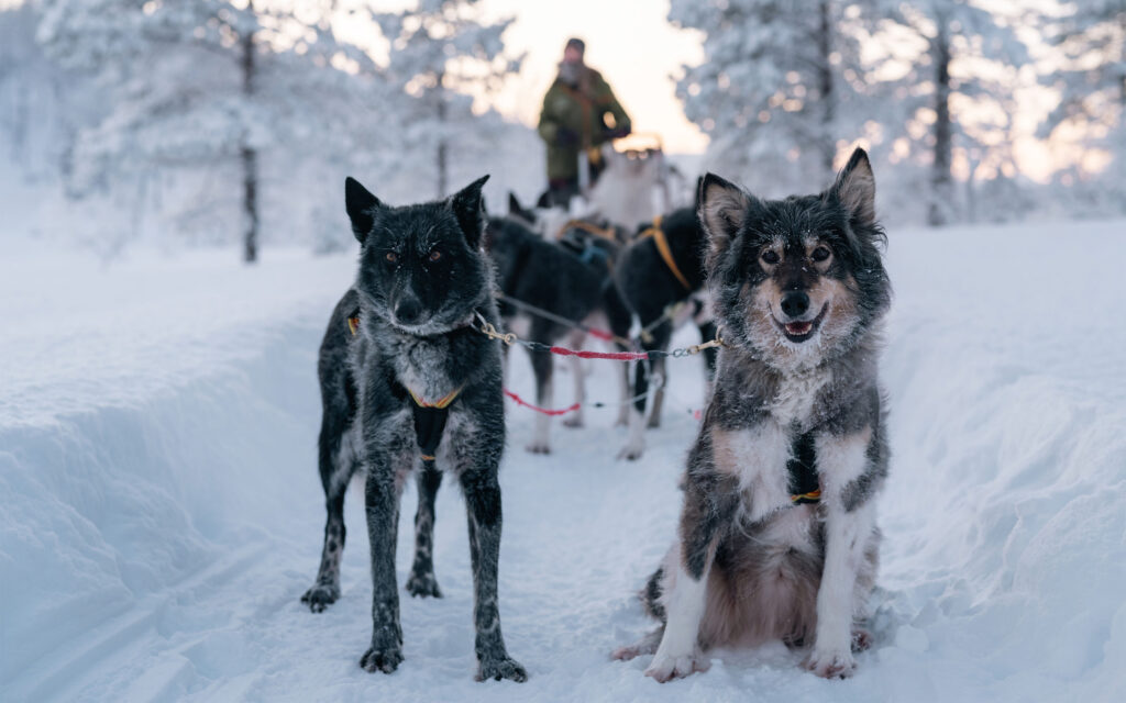Norge Malangen Resort Huskys