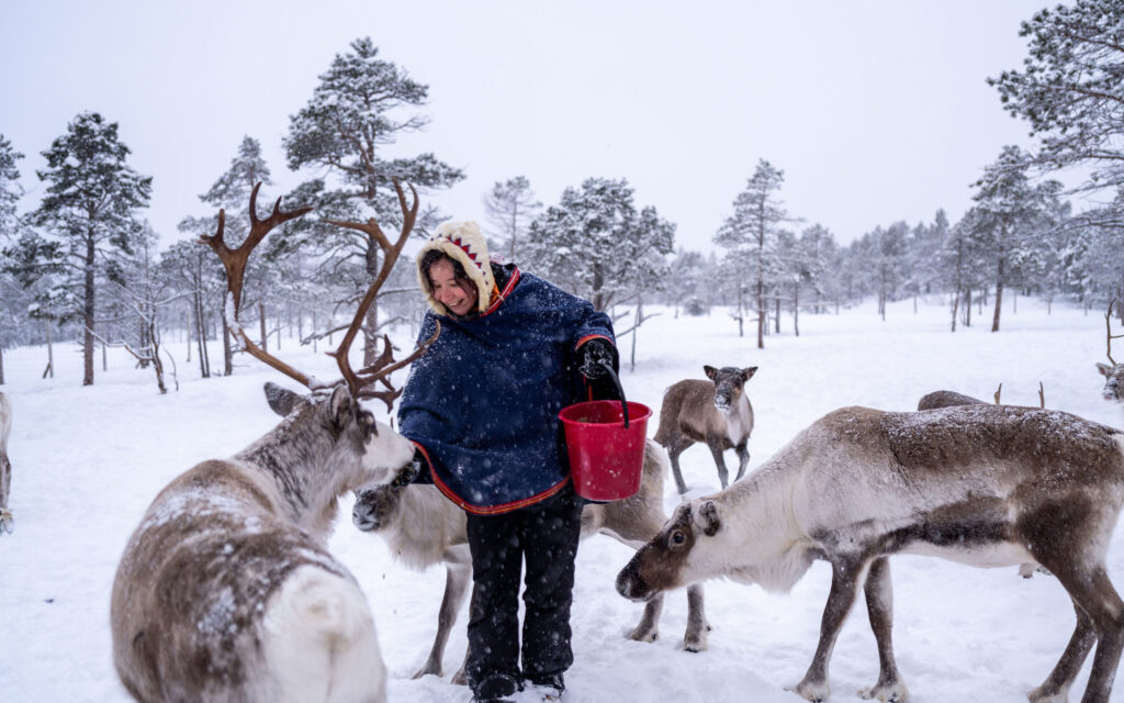 Norge Malangen Resort Reindeer