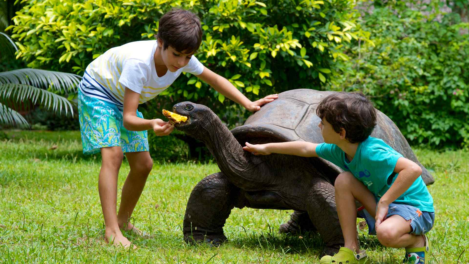 Landskildpadde på Praslin