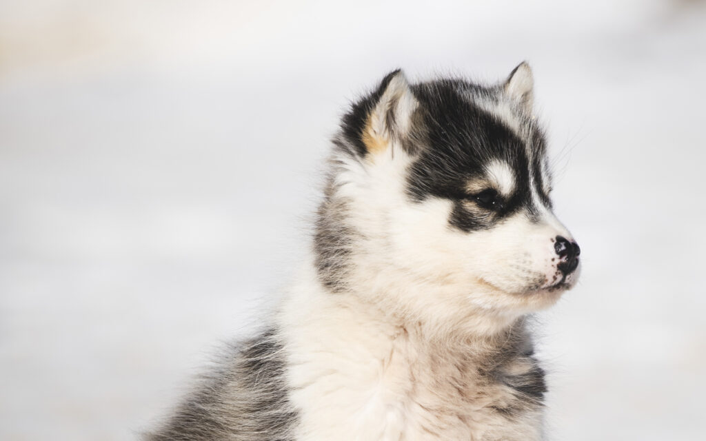 Grønland, Sisimiut, slædehundehvalp, kredit Aningaaq Carlsen og Visit greenland