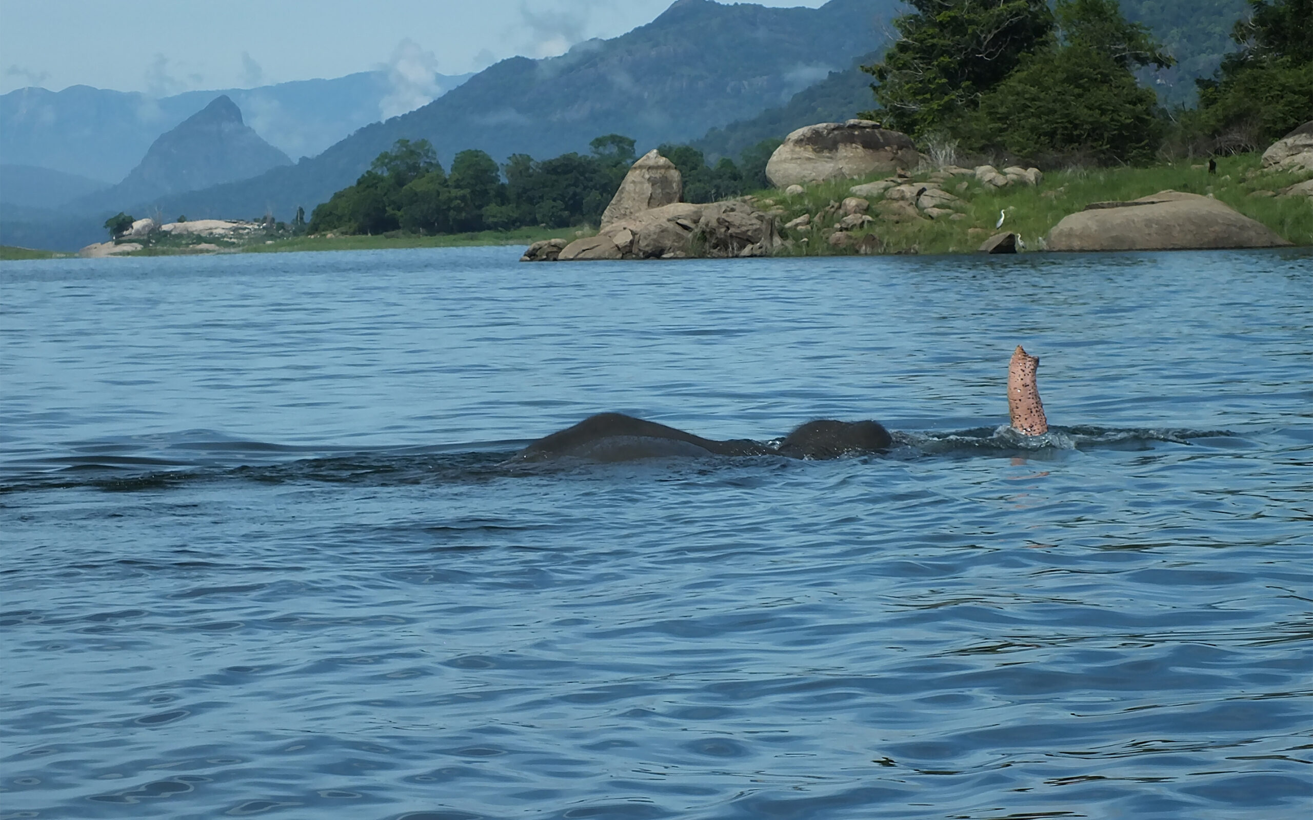 Sri Lanka Gal Oya Lodge Svoemmende Elefant